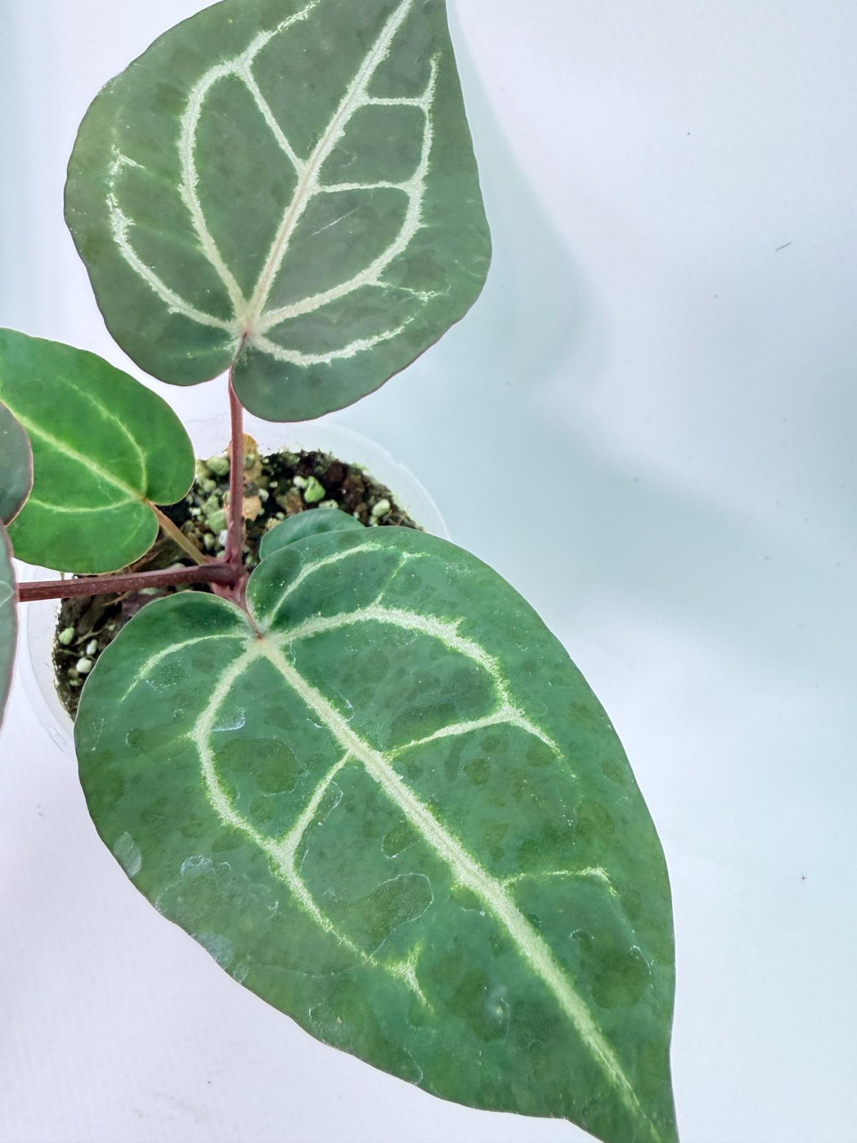 Anthurium Wonderboy x Michelle 7