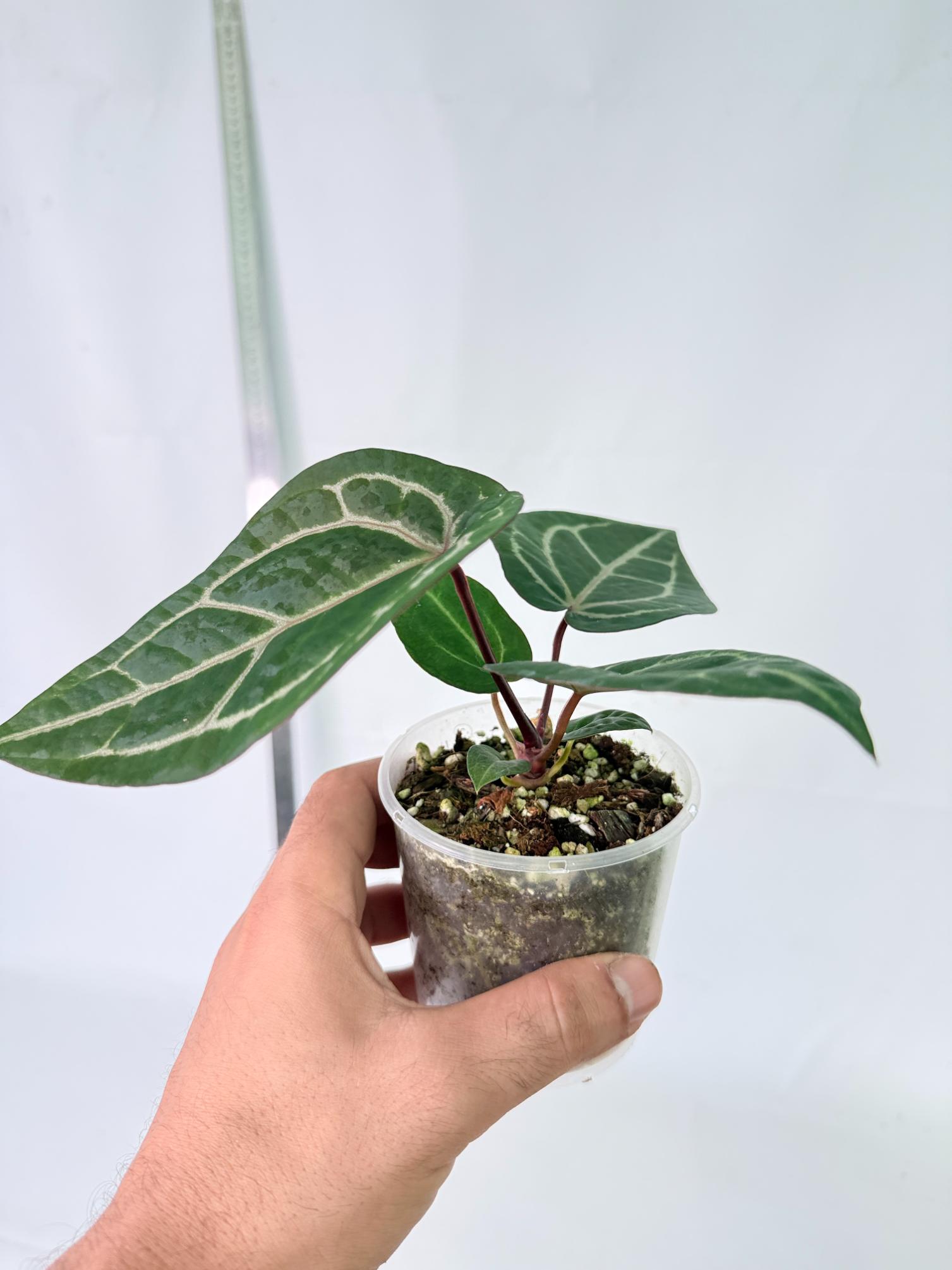 Anthurium Wonderboy x Michelle 8