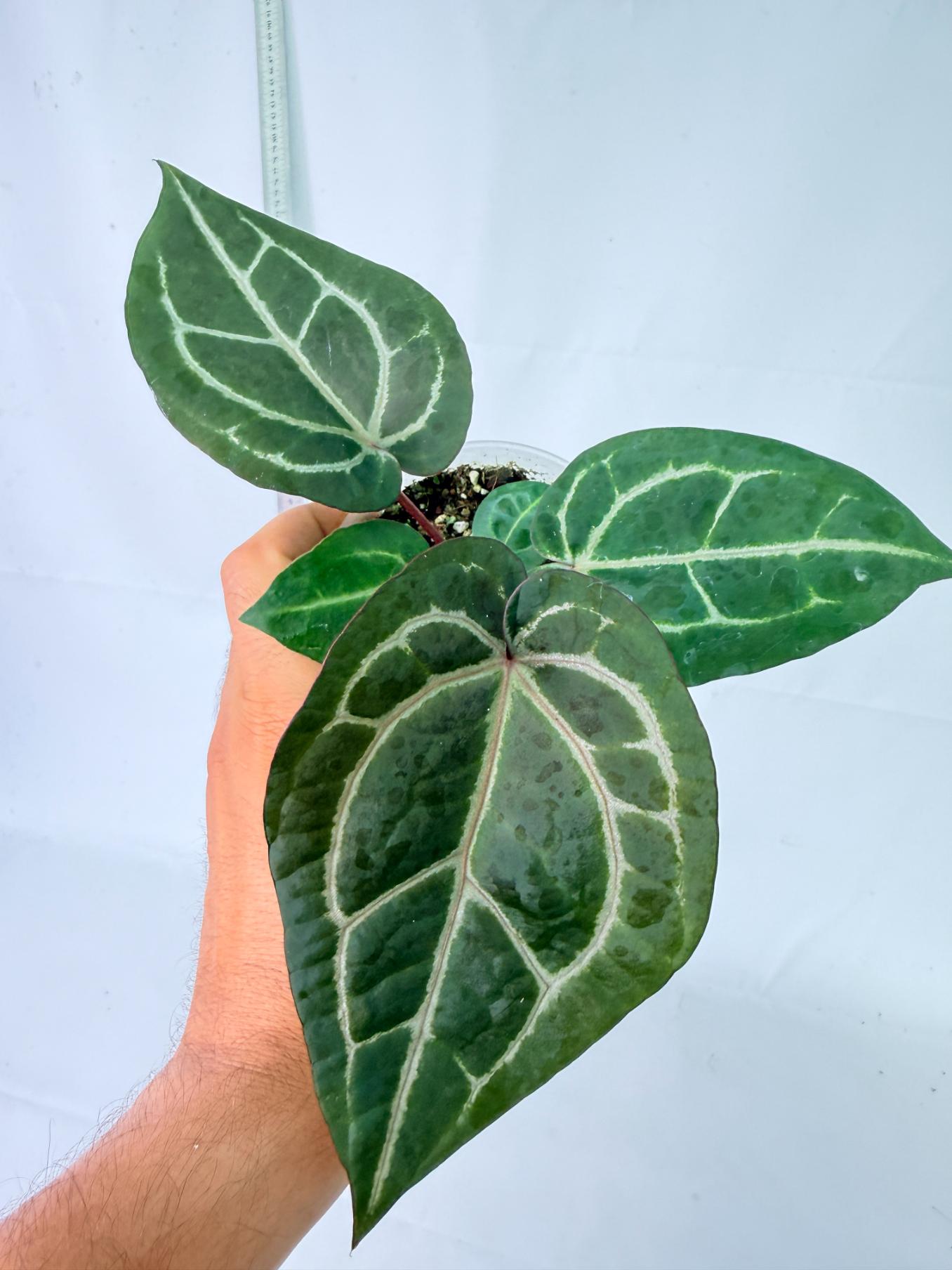 Anthurium Wonderboy x Michelle 1