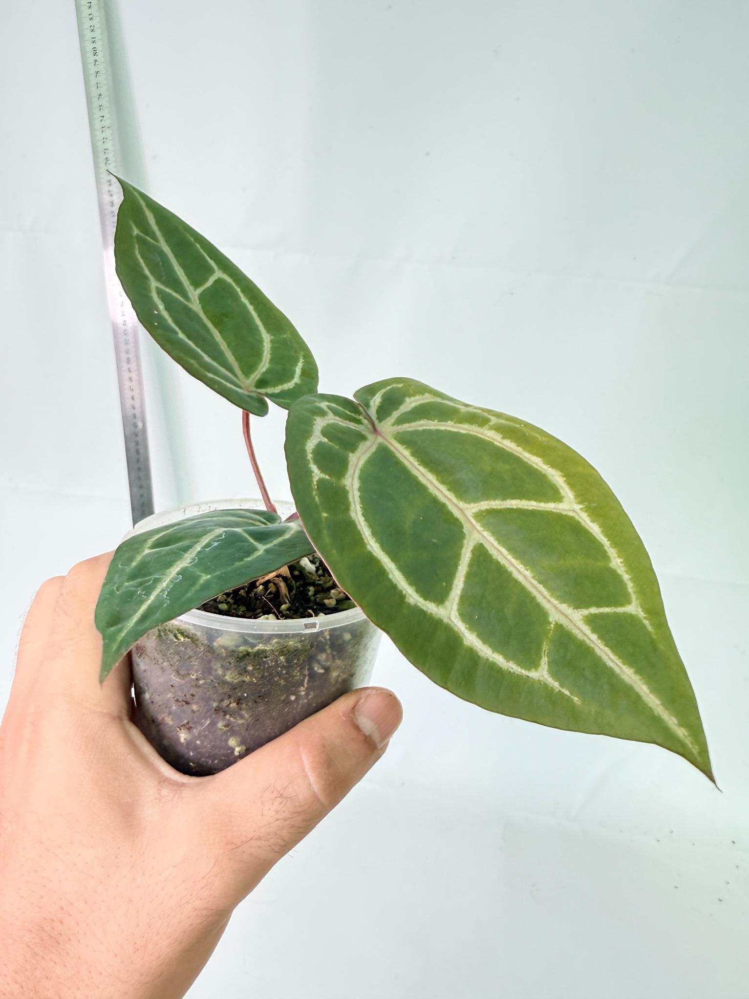 Anthurium Wonderboy x Michelle 2
