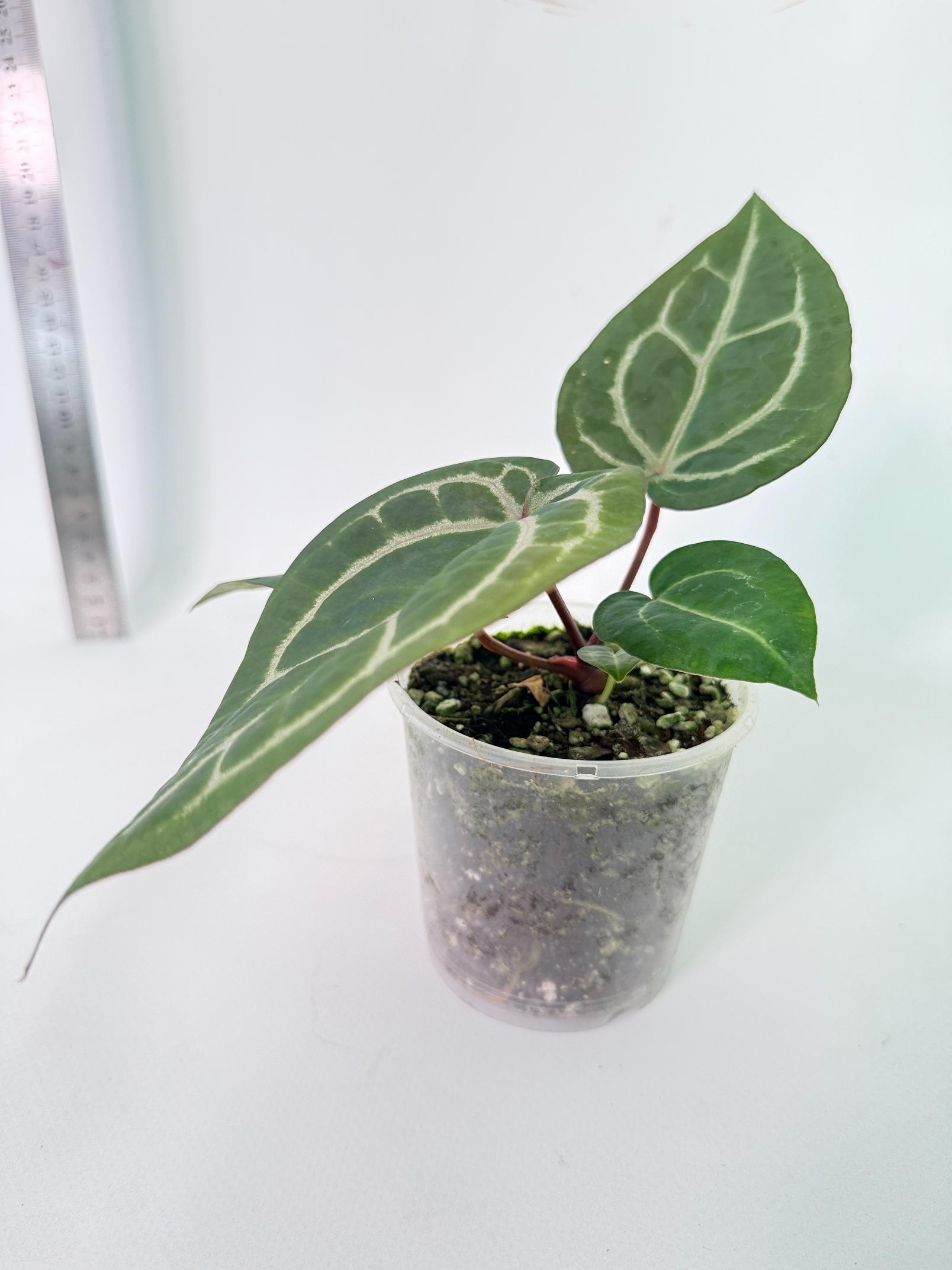 Anthurium Wonderboy x Michelle 10