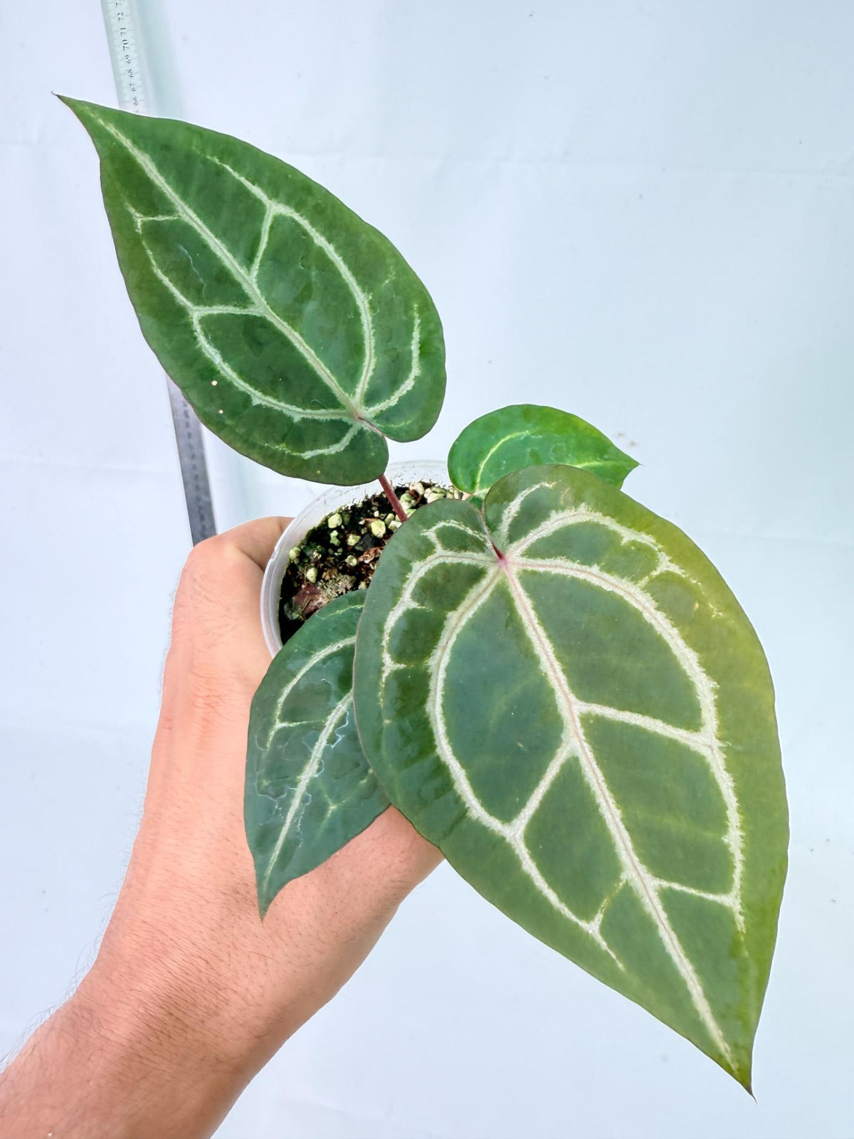 Anthurium Wonderboy x Michelle 4