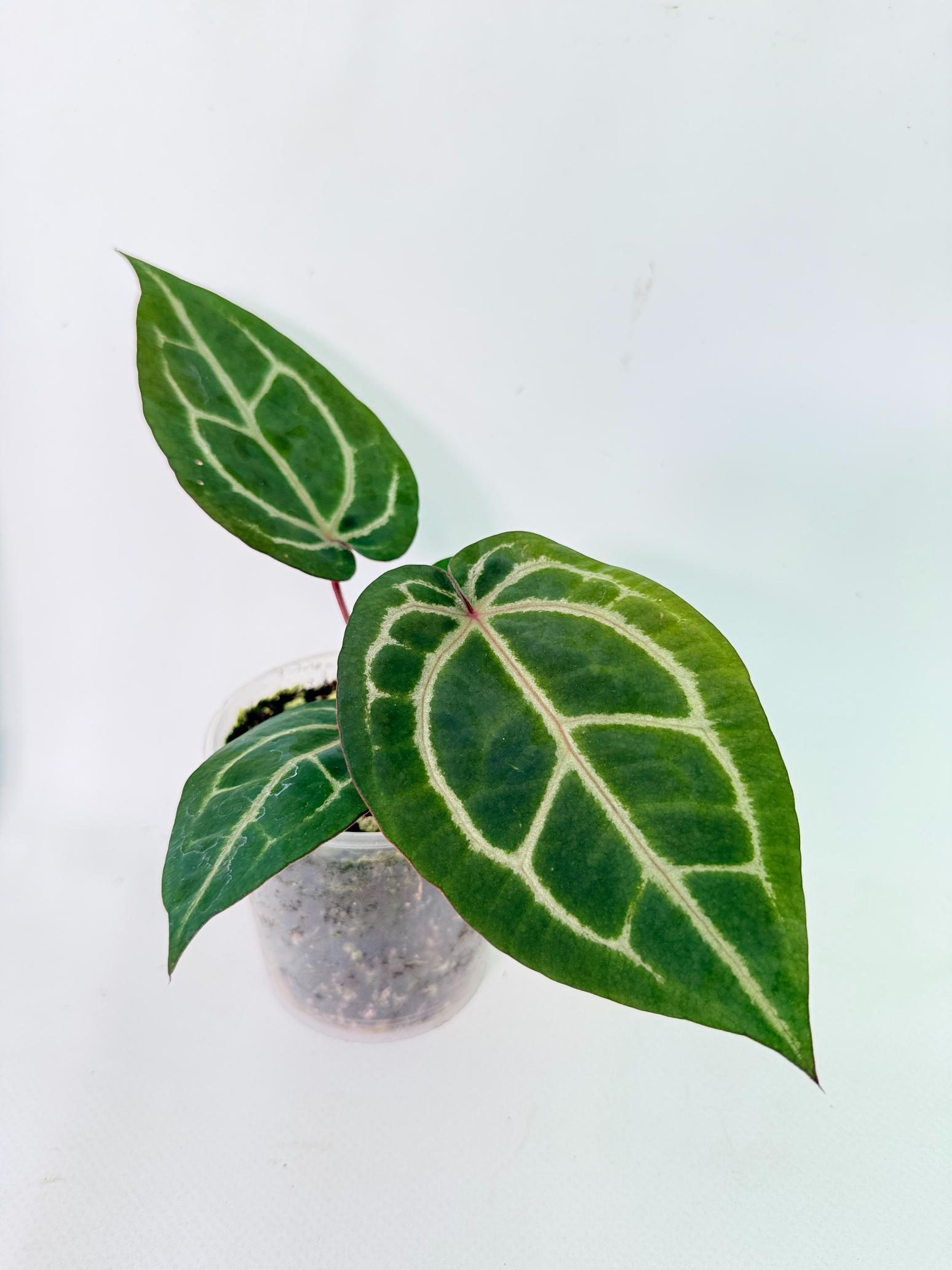 Anthurium Wonderboy x Michelle 1