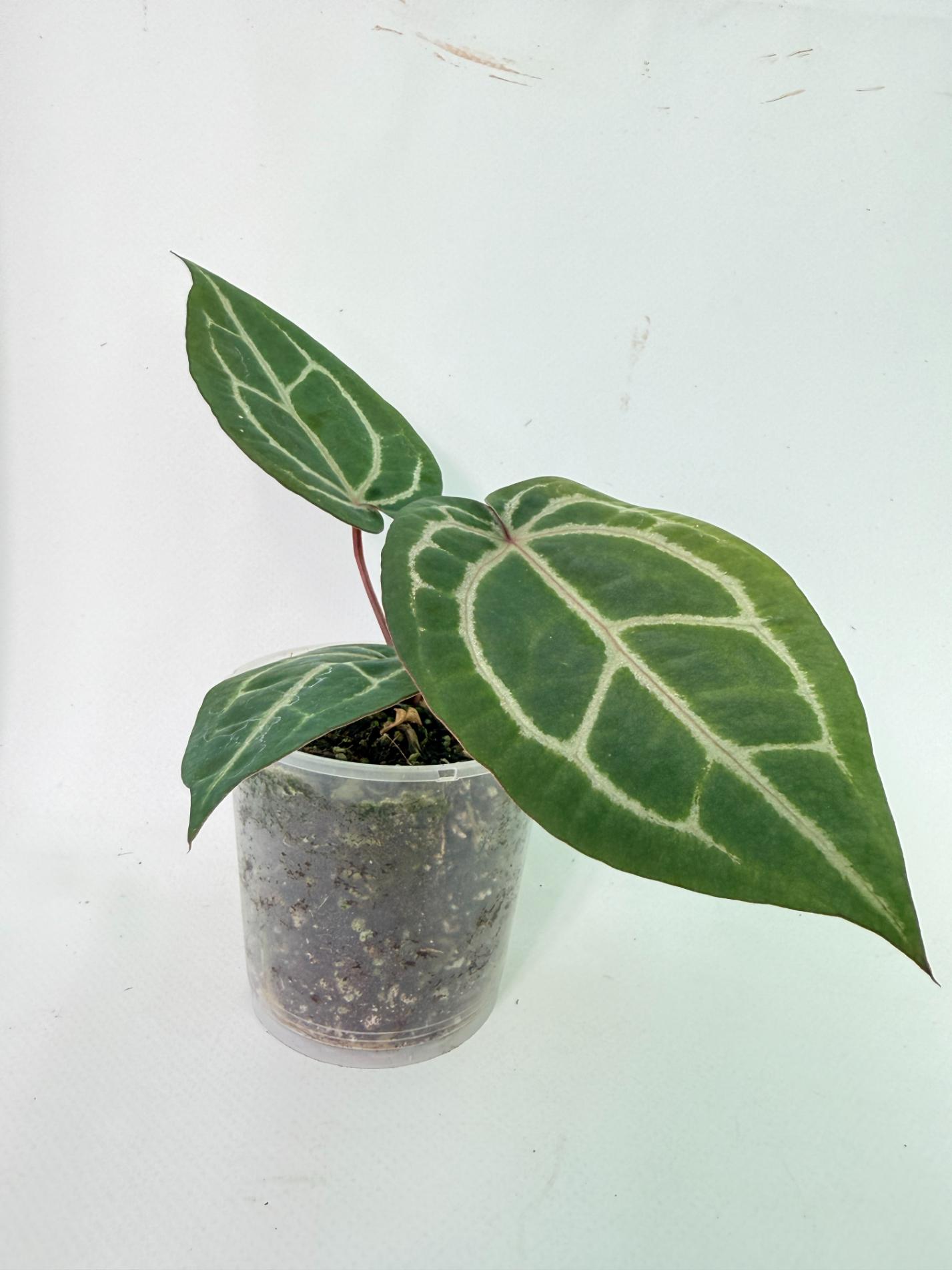 Anthurium Wonderboy x Michelle 6