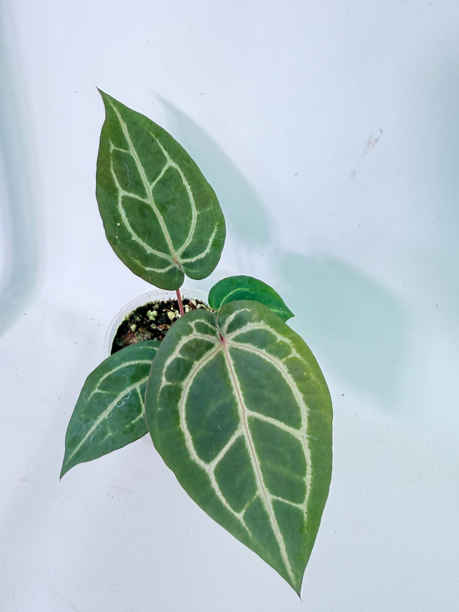 Anthurium Wonderboy x Michelle 3