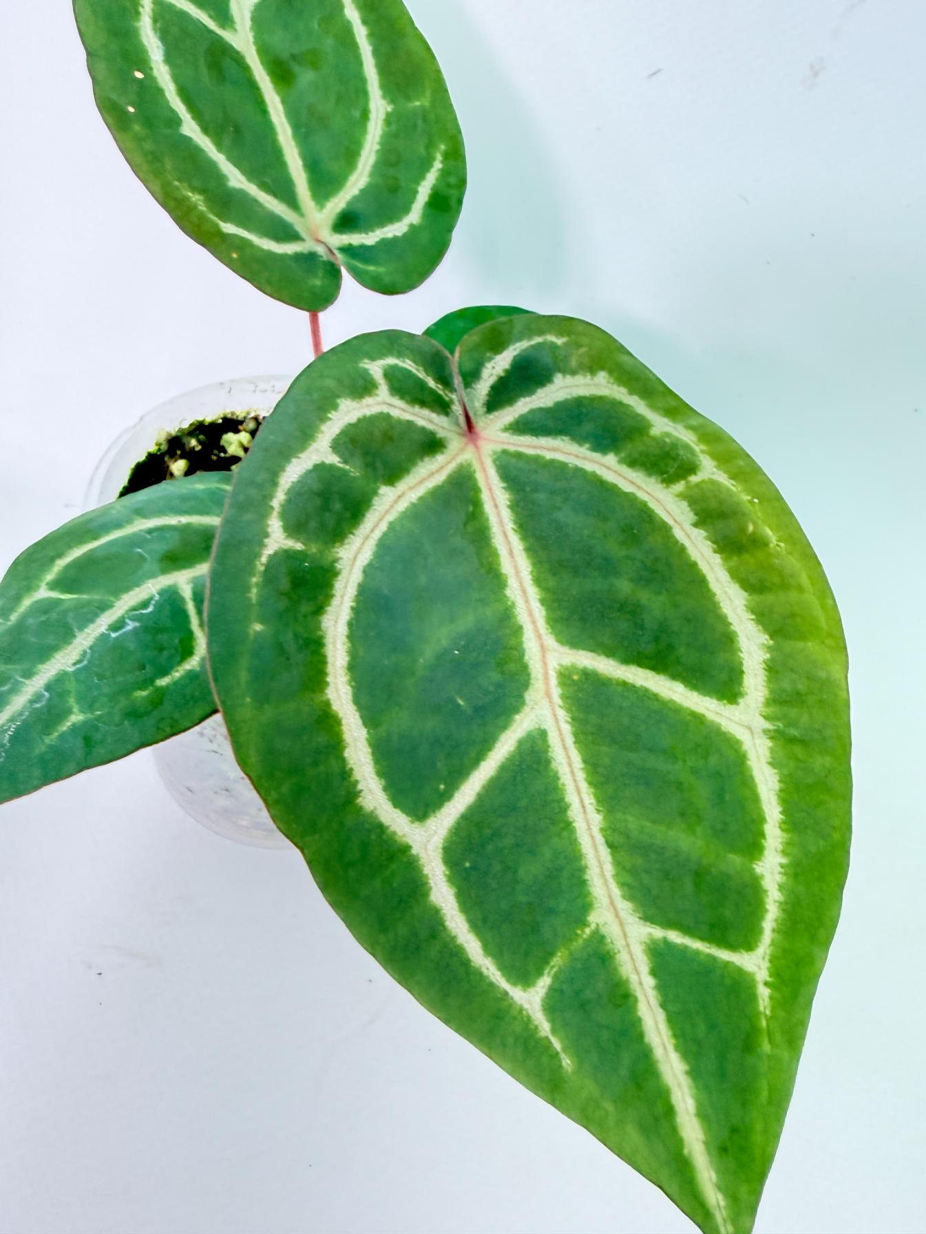 Anthurium Wonderboy x Michelle 5