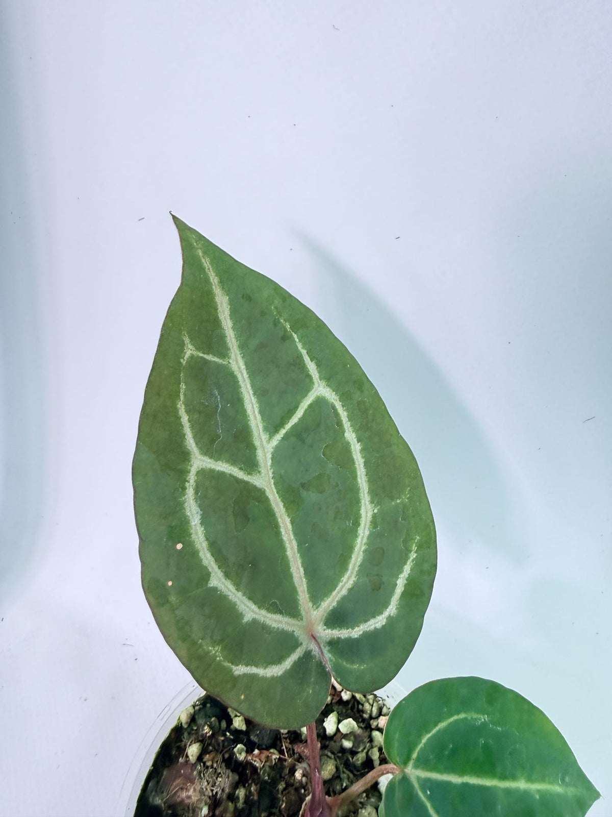 Anthurium Wonderboy x Michelle 7