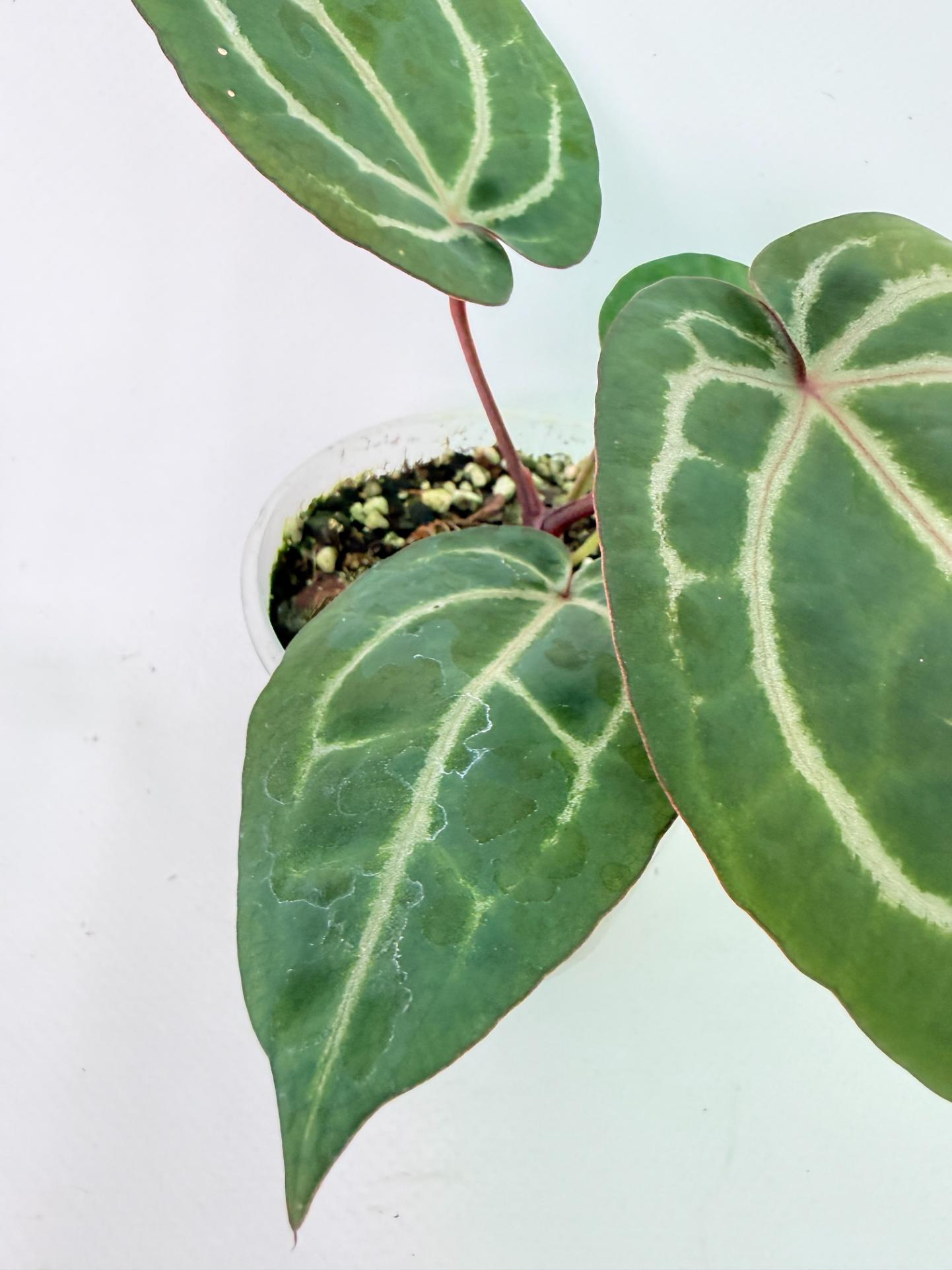 Anthurium Wonderboy x Michelle 8