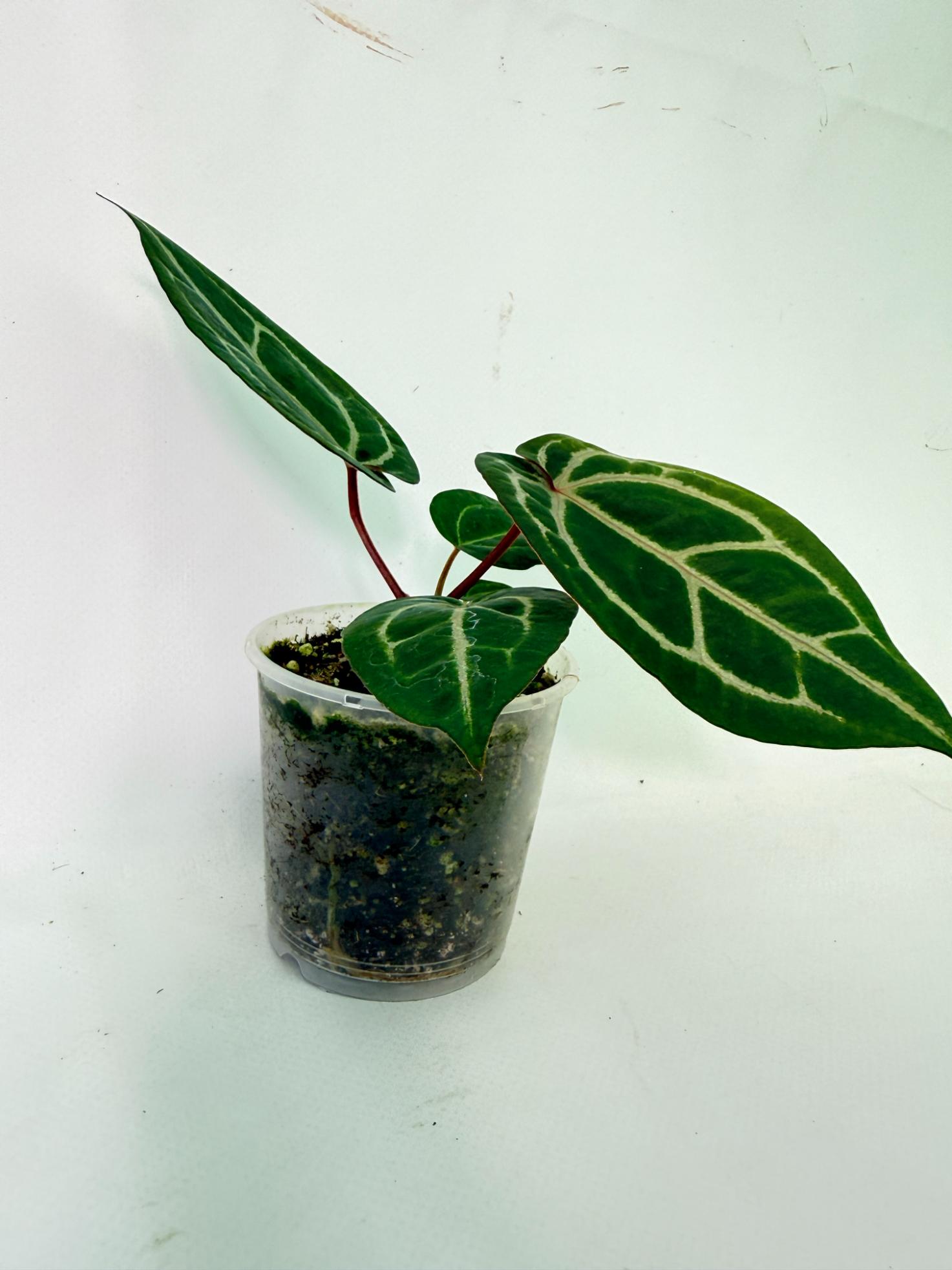 Anthurium Wonderboy x Michelle 9