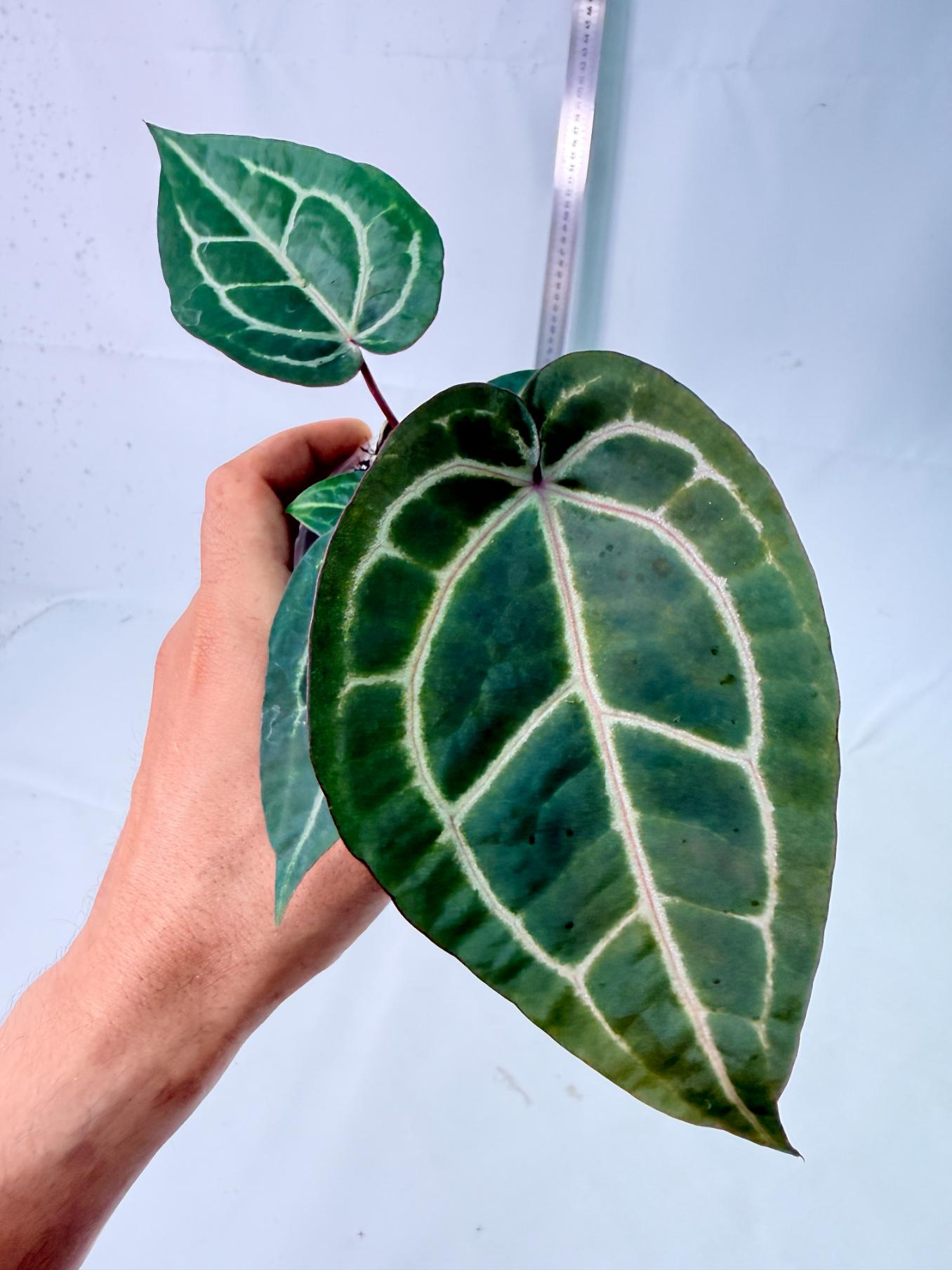 Anthurium Wonderboy x Michelle 2