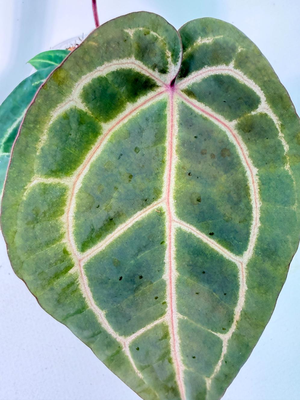 Anthurium Wonderboy x Michelle 5