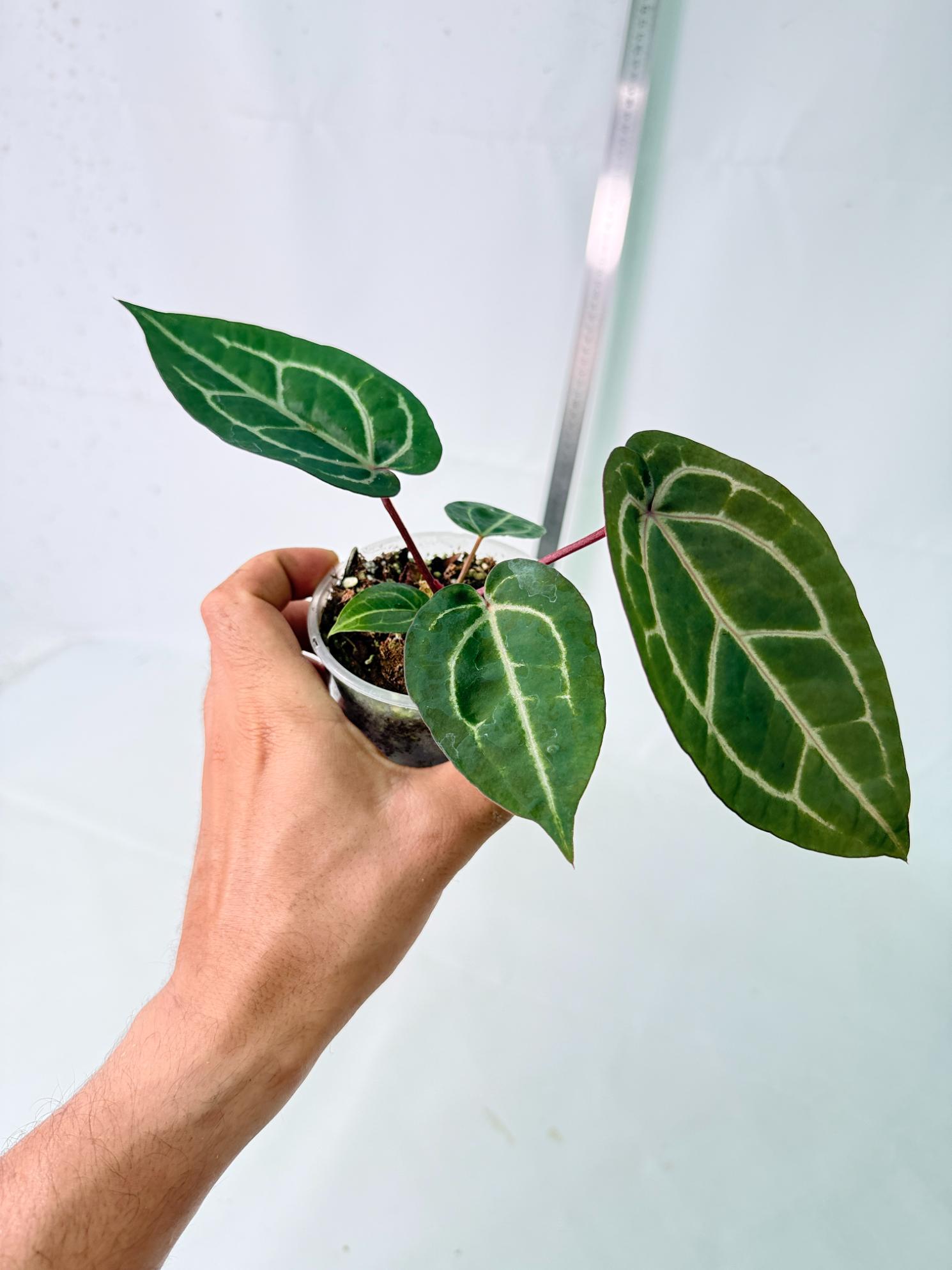 Anthurium Wonderboy x Michelle 8