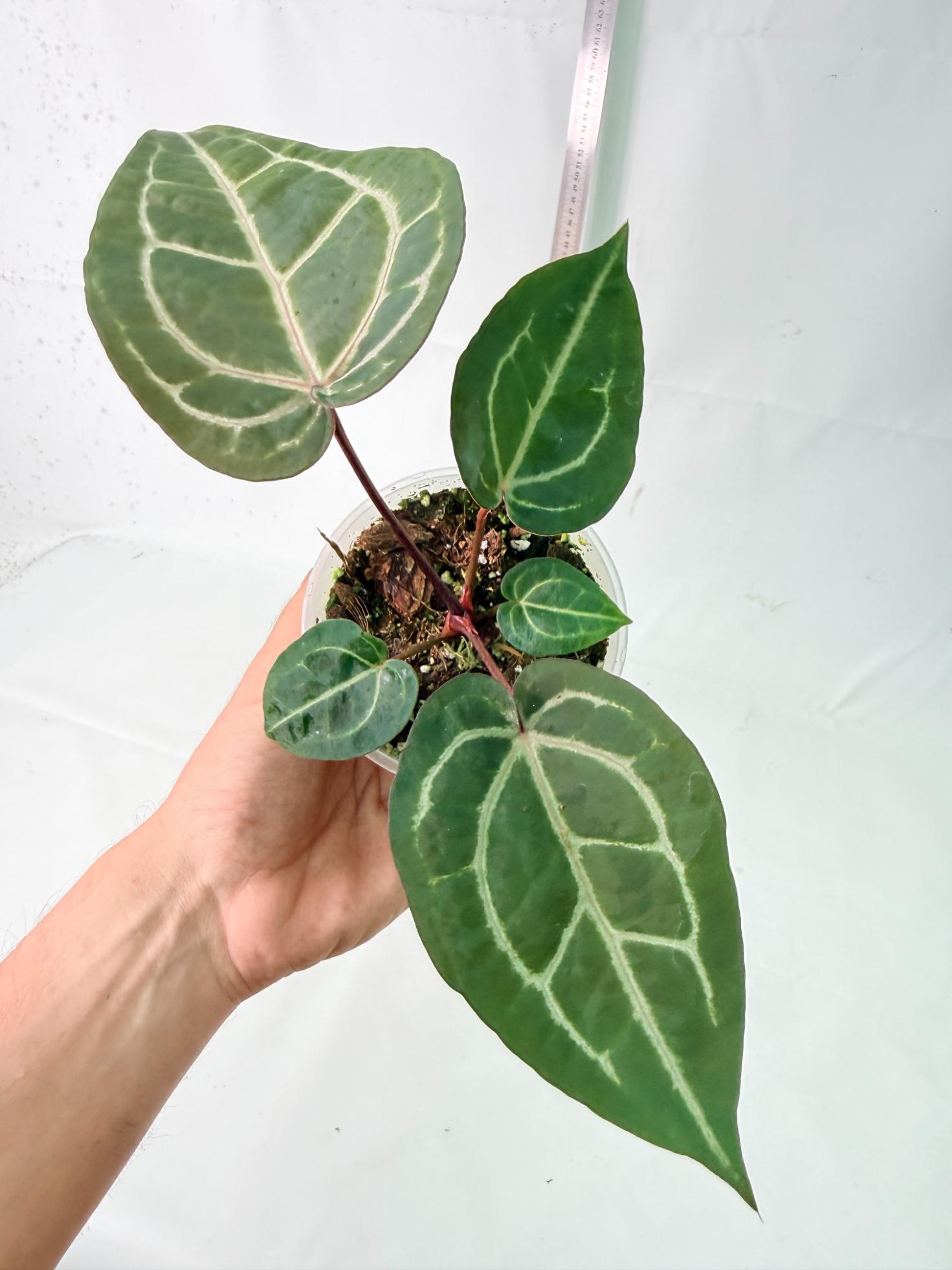 Anthurium Wonderboy x Michelle 4