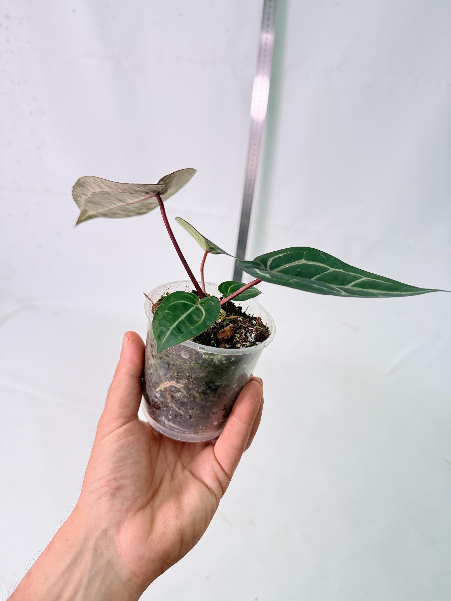 Anthurium Wonderboy x Michelle 7