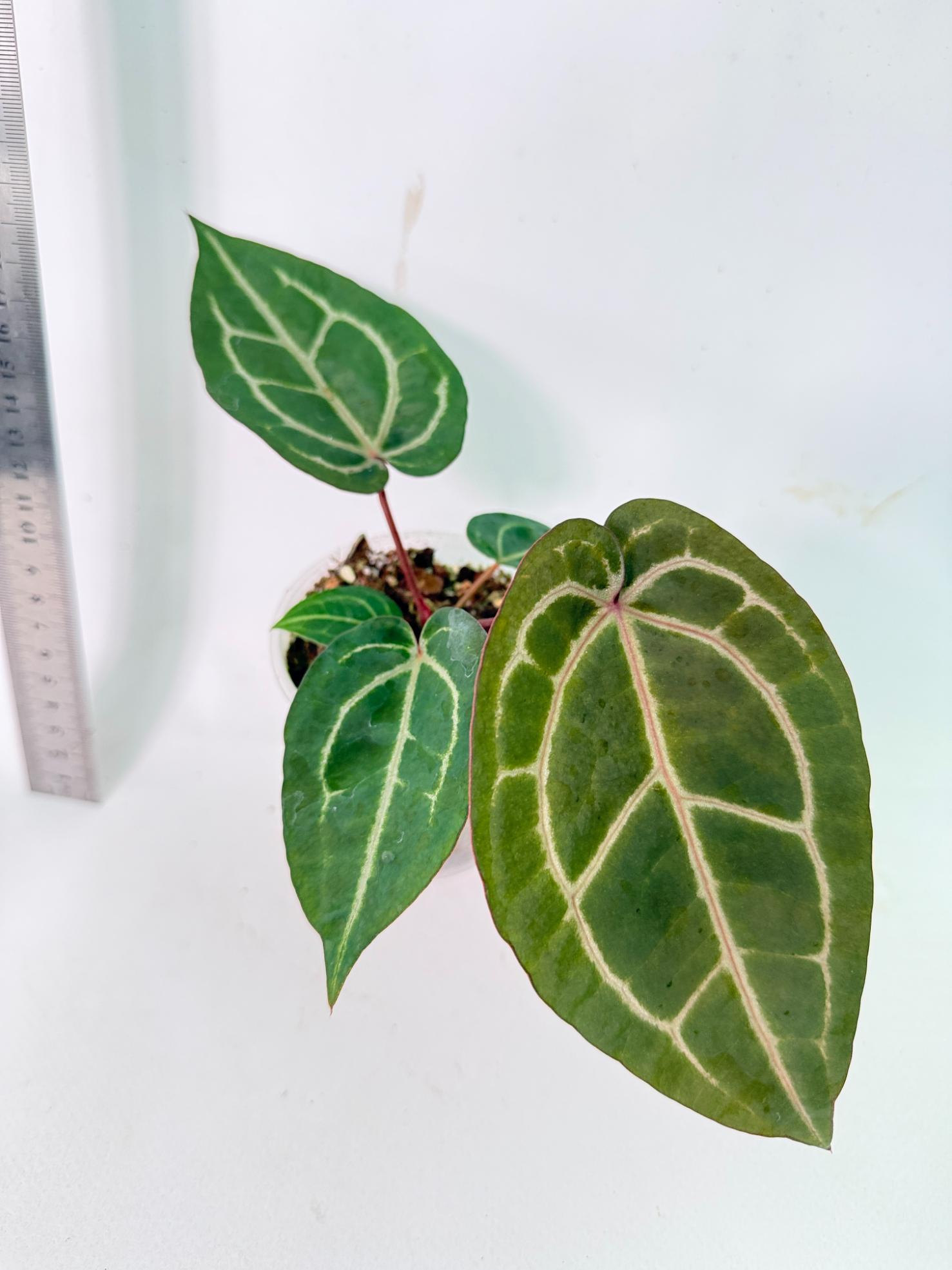 Anthurium Wonderboy x Michelle 3
