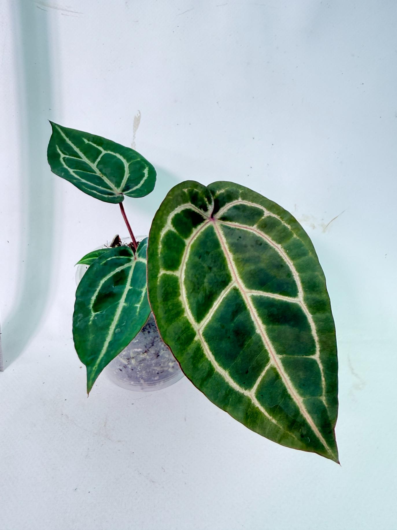 Anthurium Wonderboy x Michelle 1