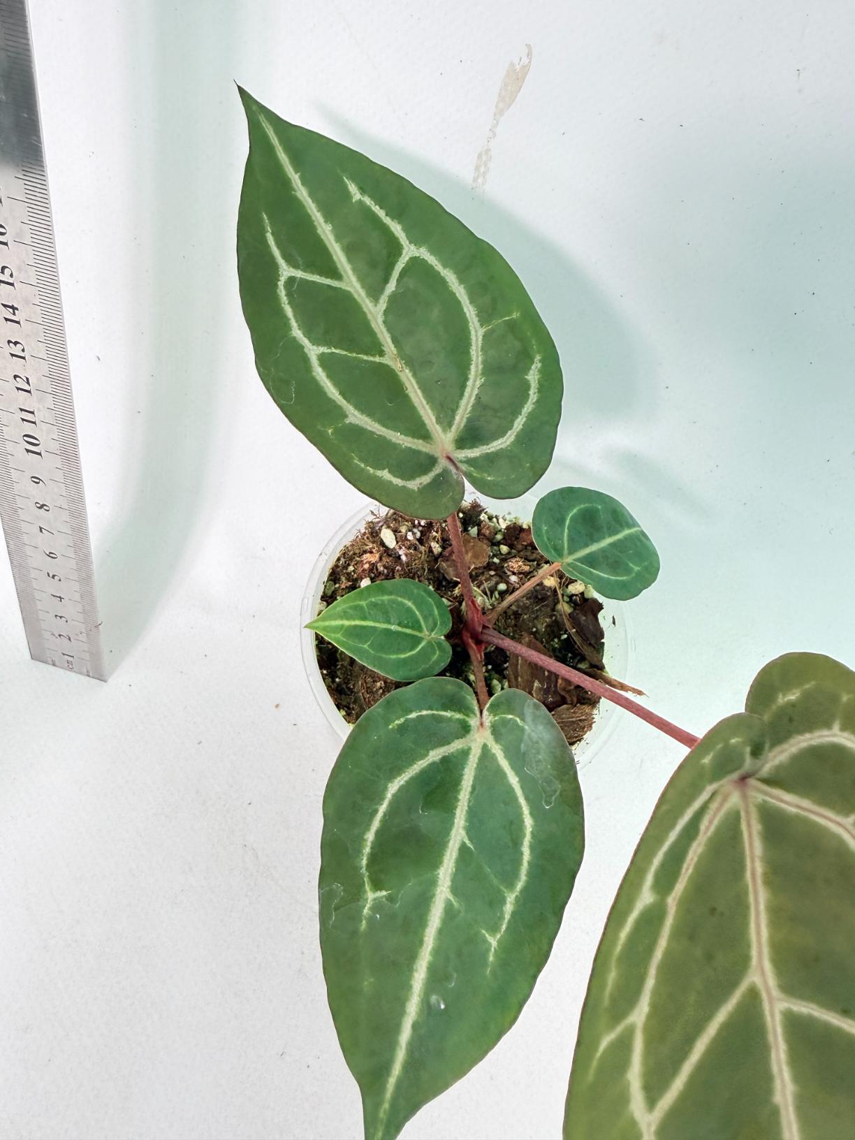 Anthurium Wonderboy x Michelle 6