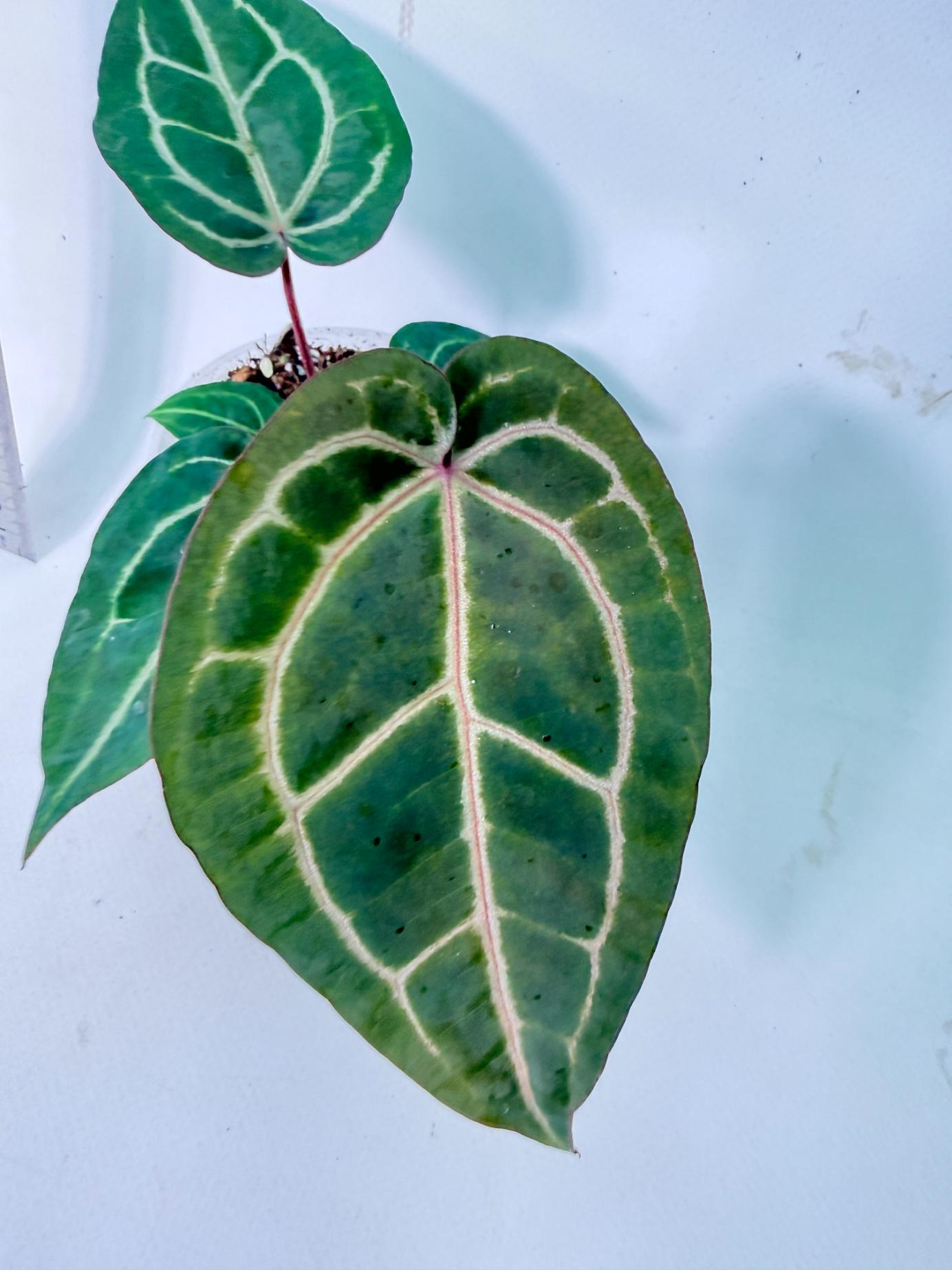 Anthurium Wonderboy x Michelle 9
