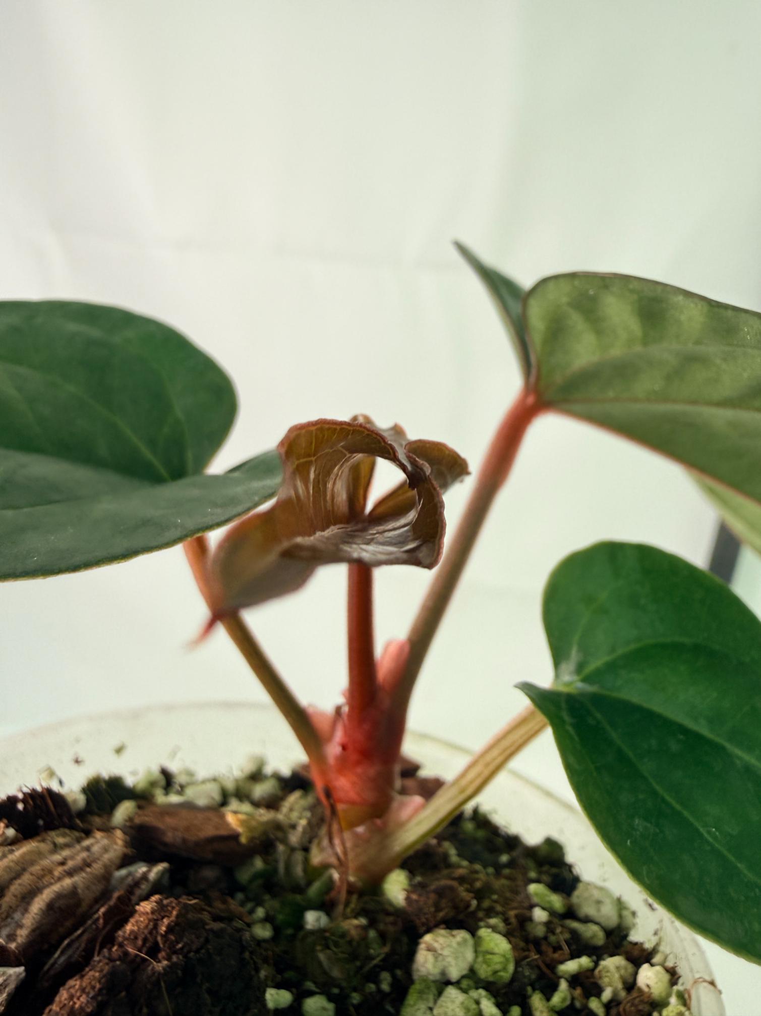 Anthurium Ace of Spades x Luxurians 10