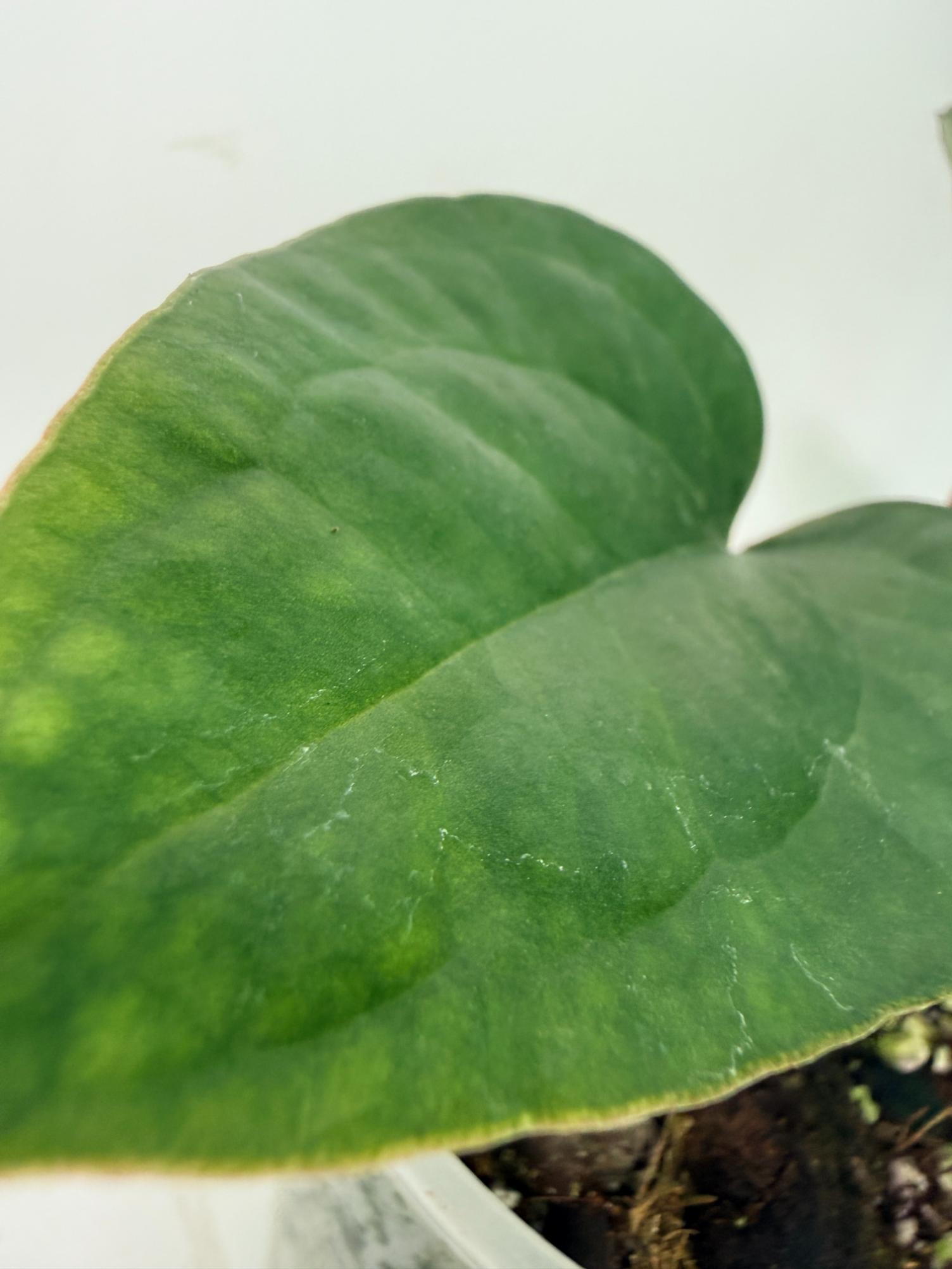 Anthurium Ace of Spades x Luxurians 11