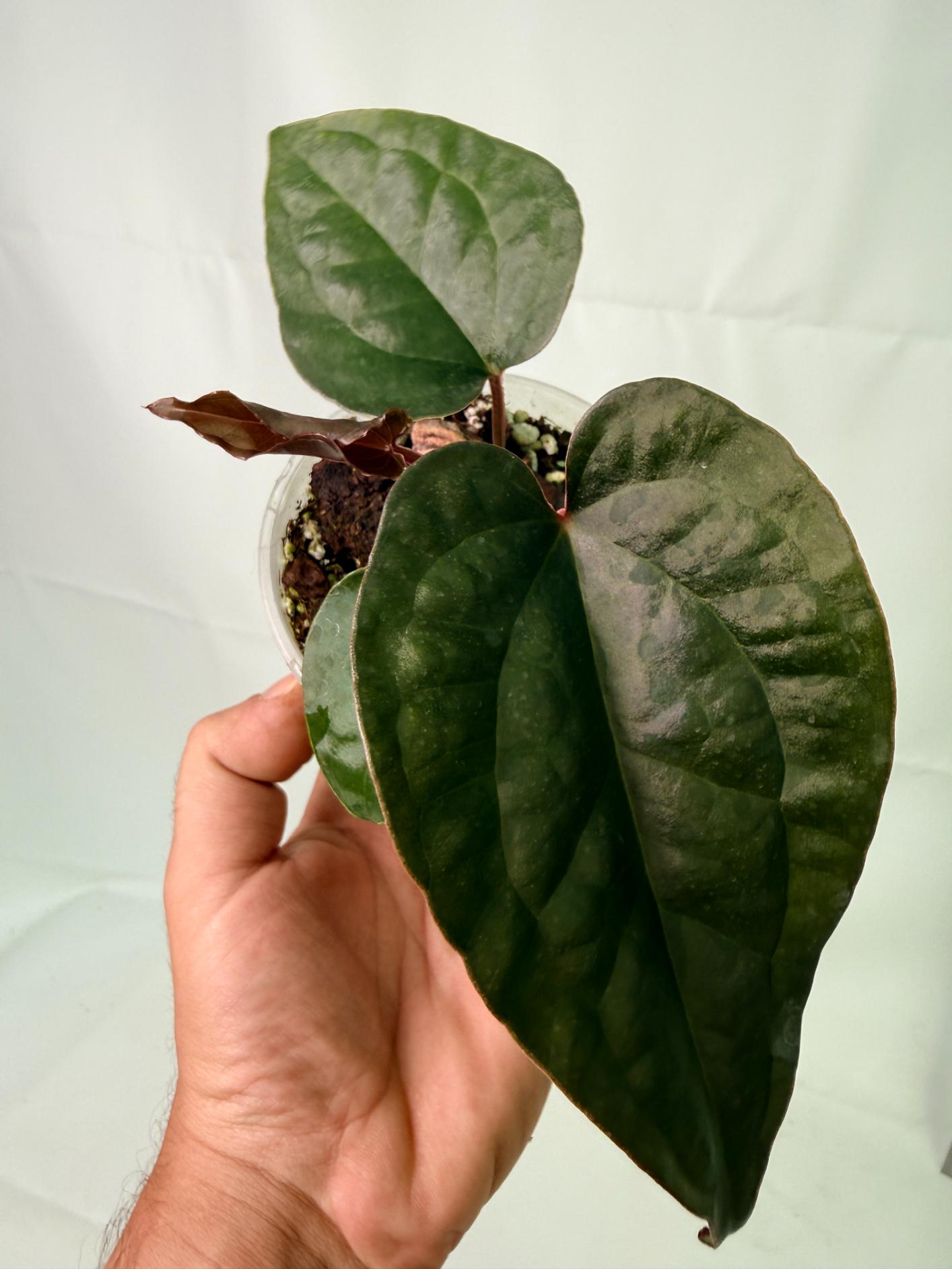 Anthurium Ace of Spades x Luxurians 1