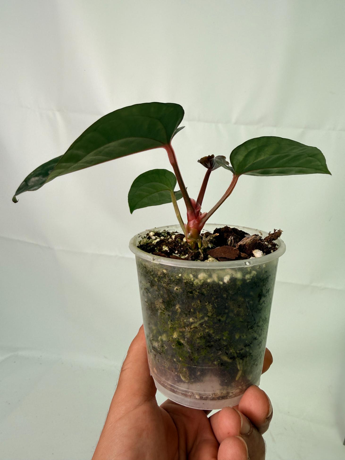 Anthurium Ace of Spades x Luxurians 5
