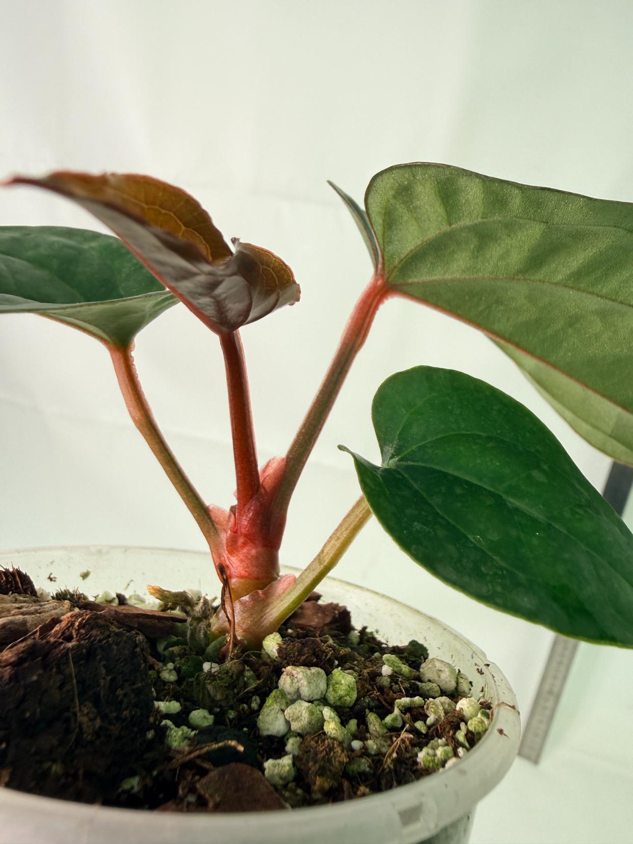 Anthurium Ace of Spades x Luxurians 8