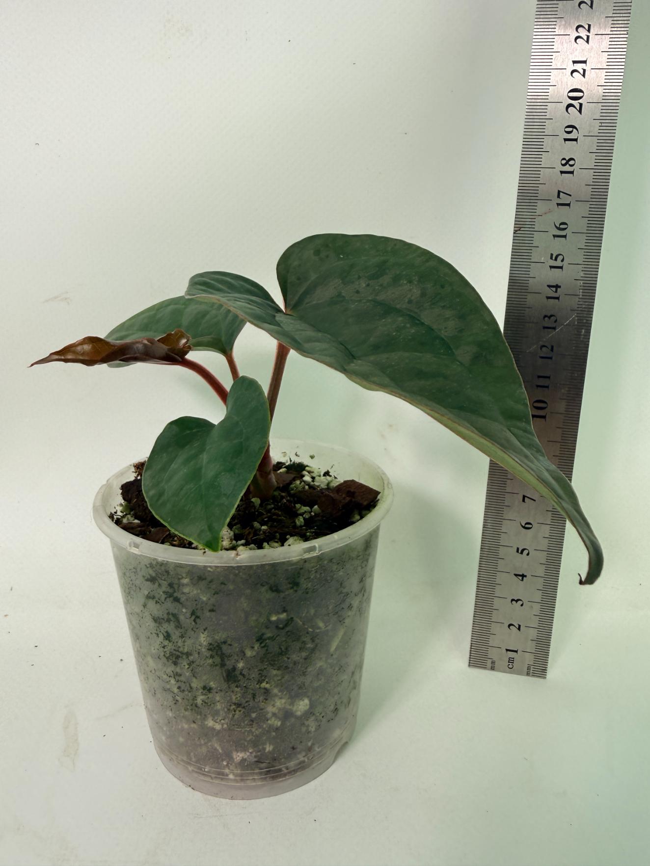 Anthurium Ace of Spades x Luxurians 3