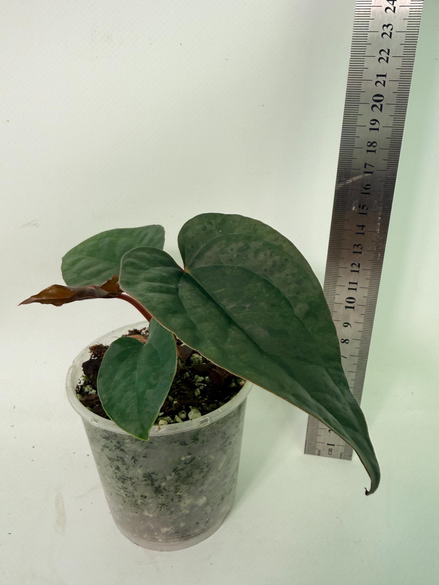 Anthurium Ace of Spades x Luxurians 6