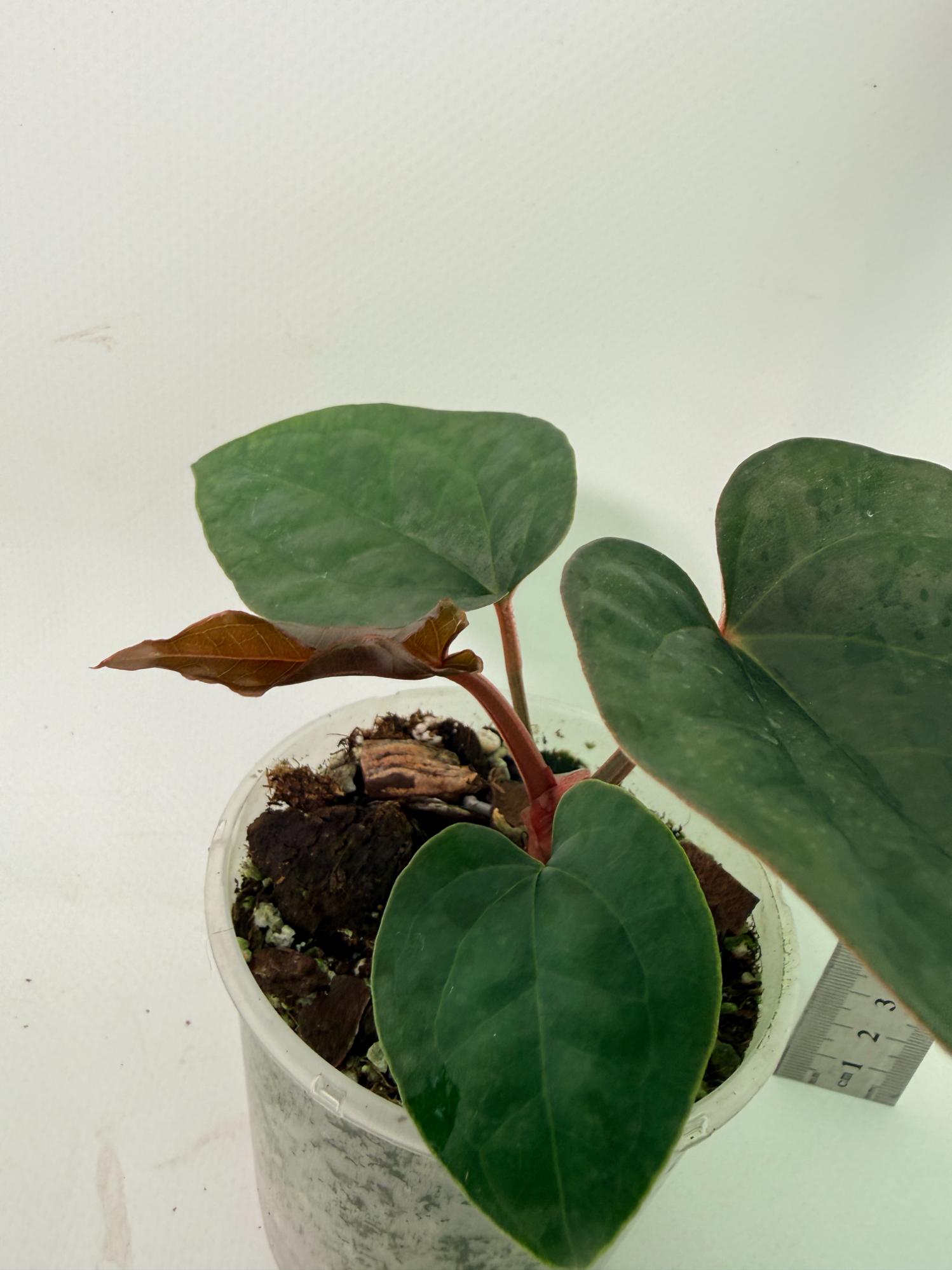 Anthurium Ace of Spades x Luxurians 7