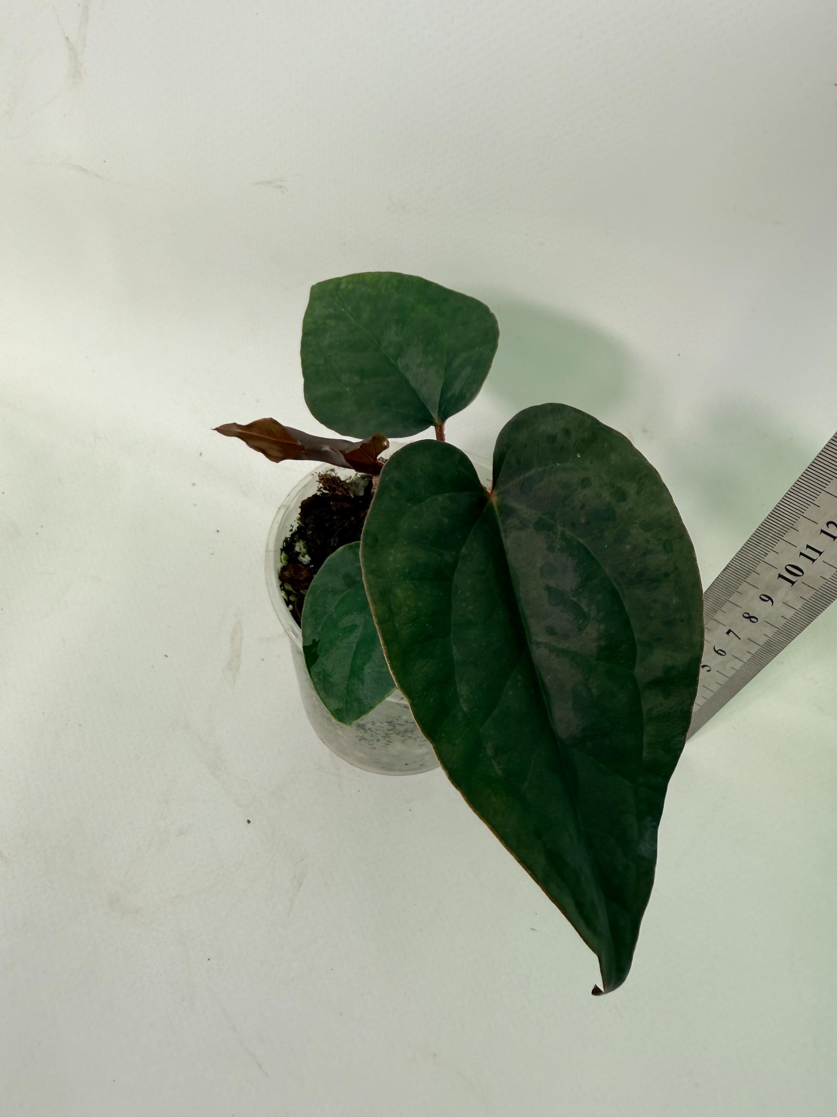 Anthurium Ace of Spades x Luxurians 9