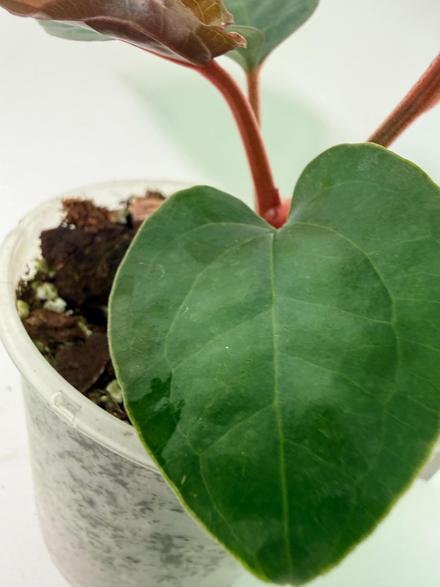Anthurium Ace of Spades x Luxurians 4