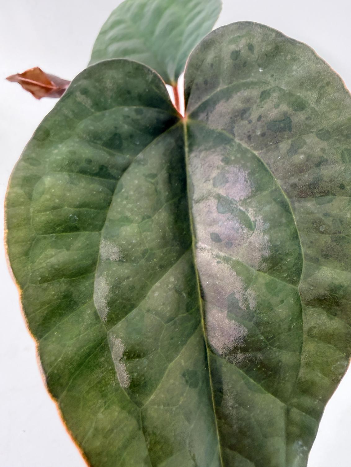 Anthurium Ace of Spades x Luxurians 12