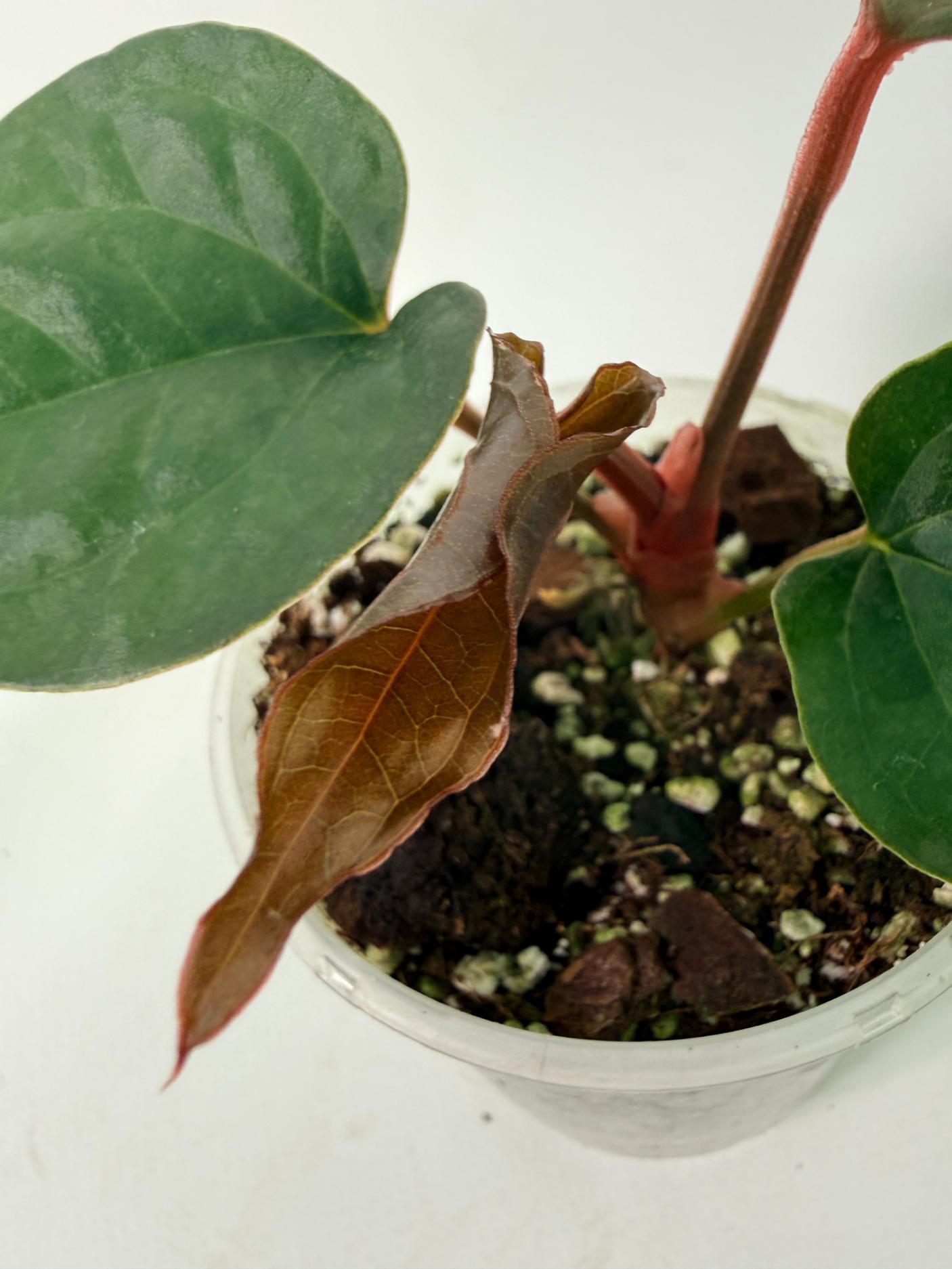 Anthurium Ace of Spades x Luxurians 2