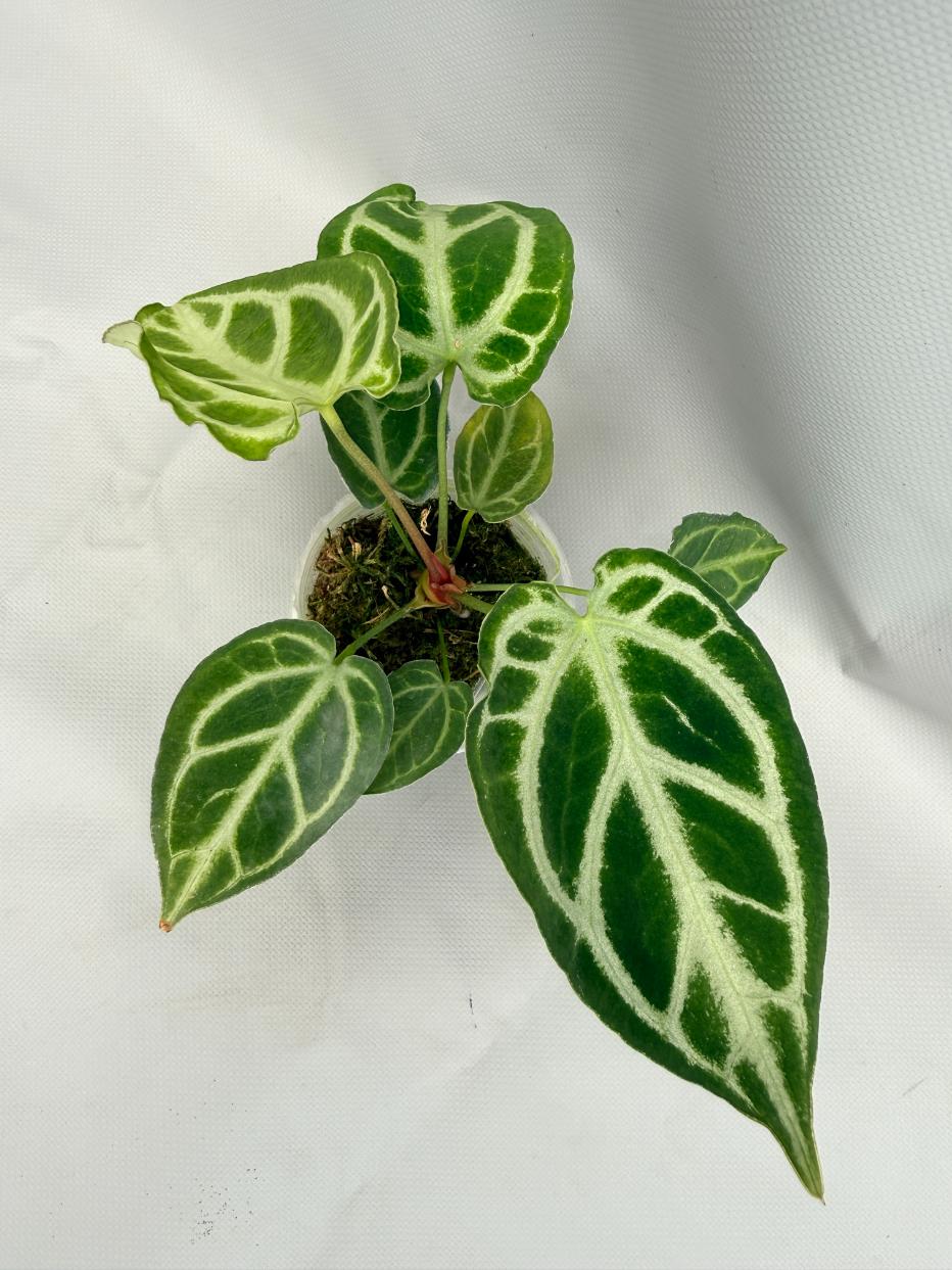 Anthurium Crystallinum