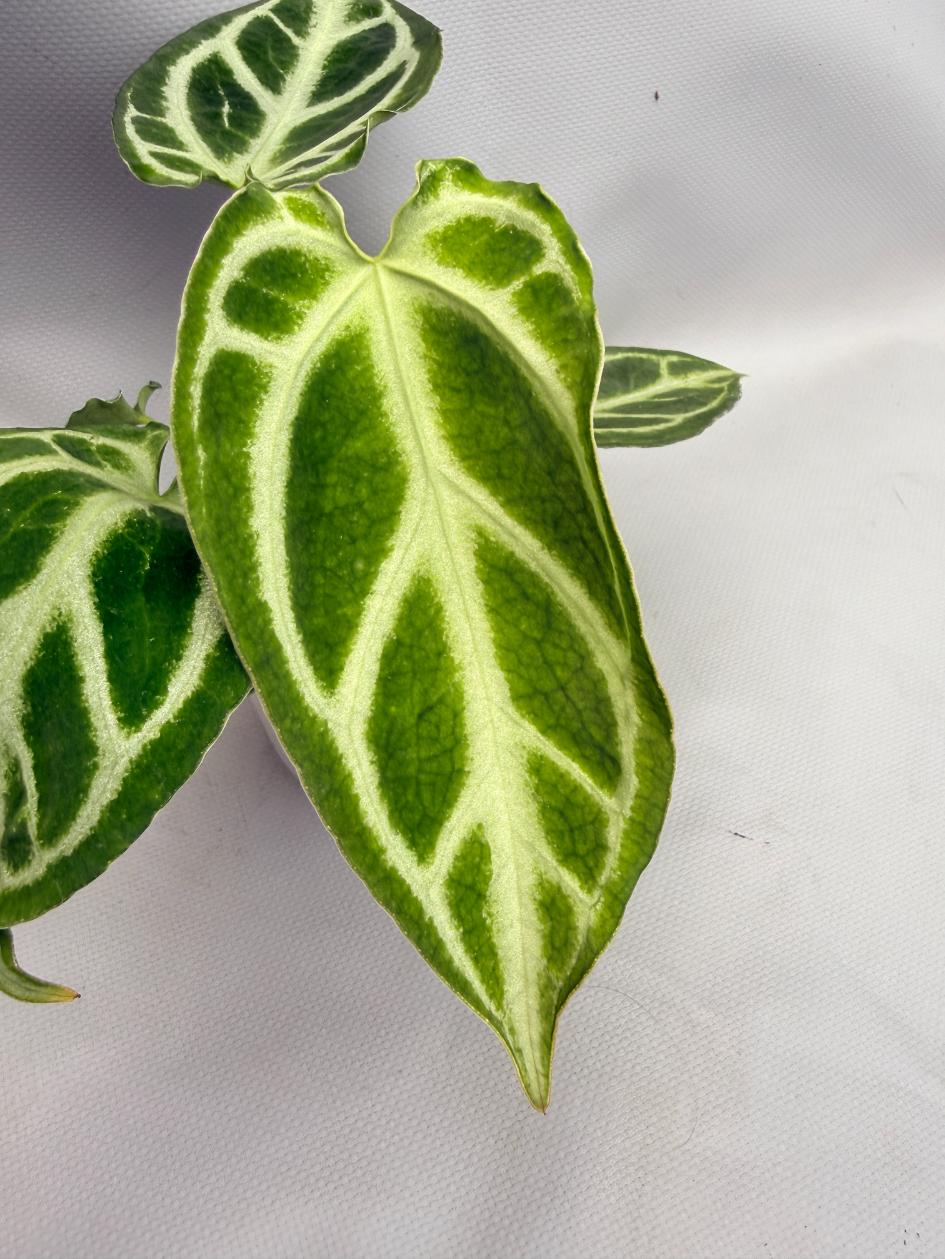 Anthurium Crystallinum