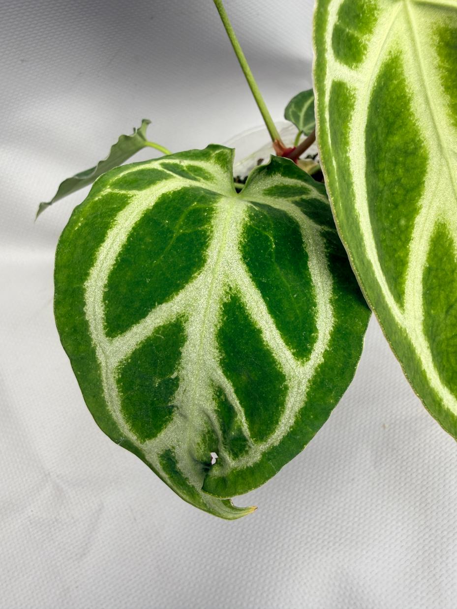 Anthurium Crystallinum