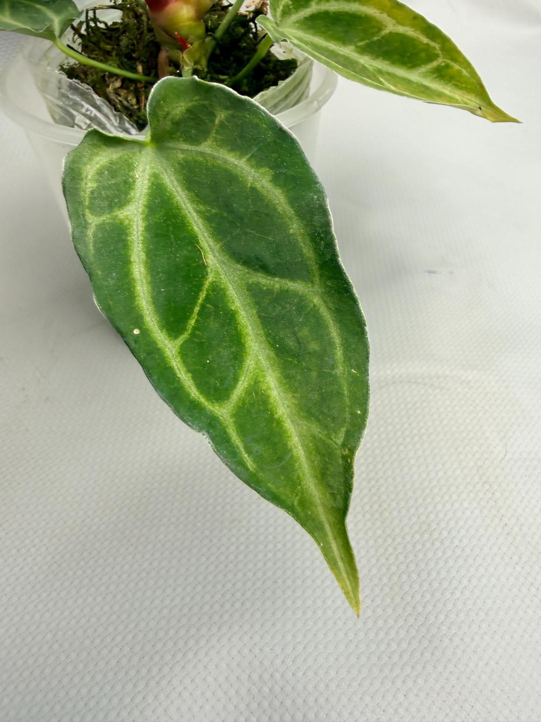 Anthurium Crystallinum