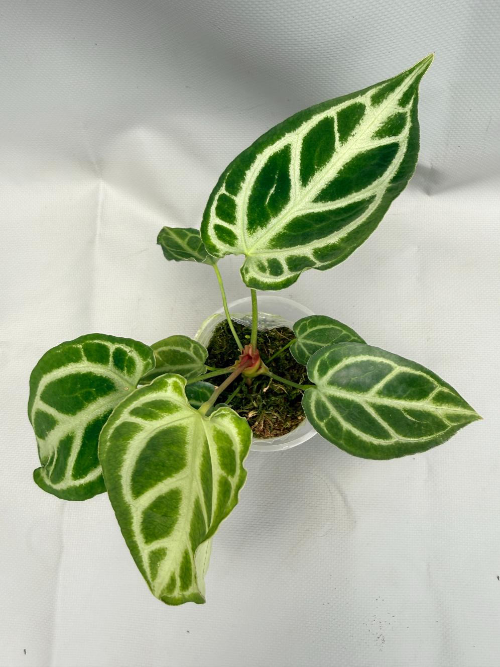 Anthurium Crystallinum