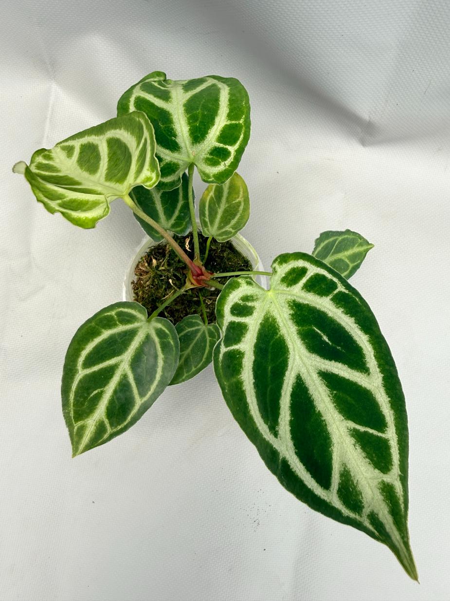 Anthurium Crystallinum