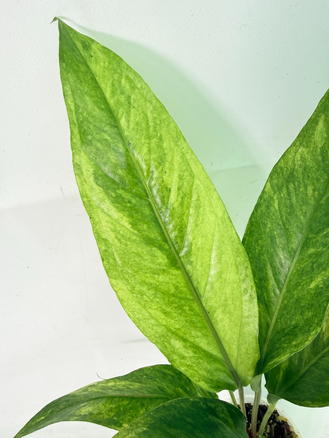 Anthurium hookeri variegato 2