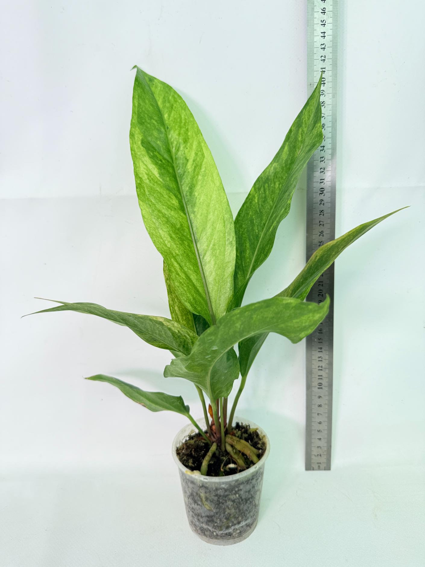 Anthurium hookeri variegato 1
