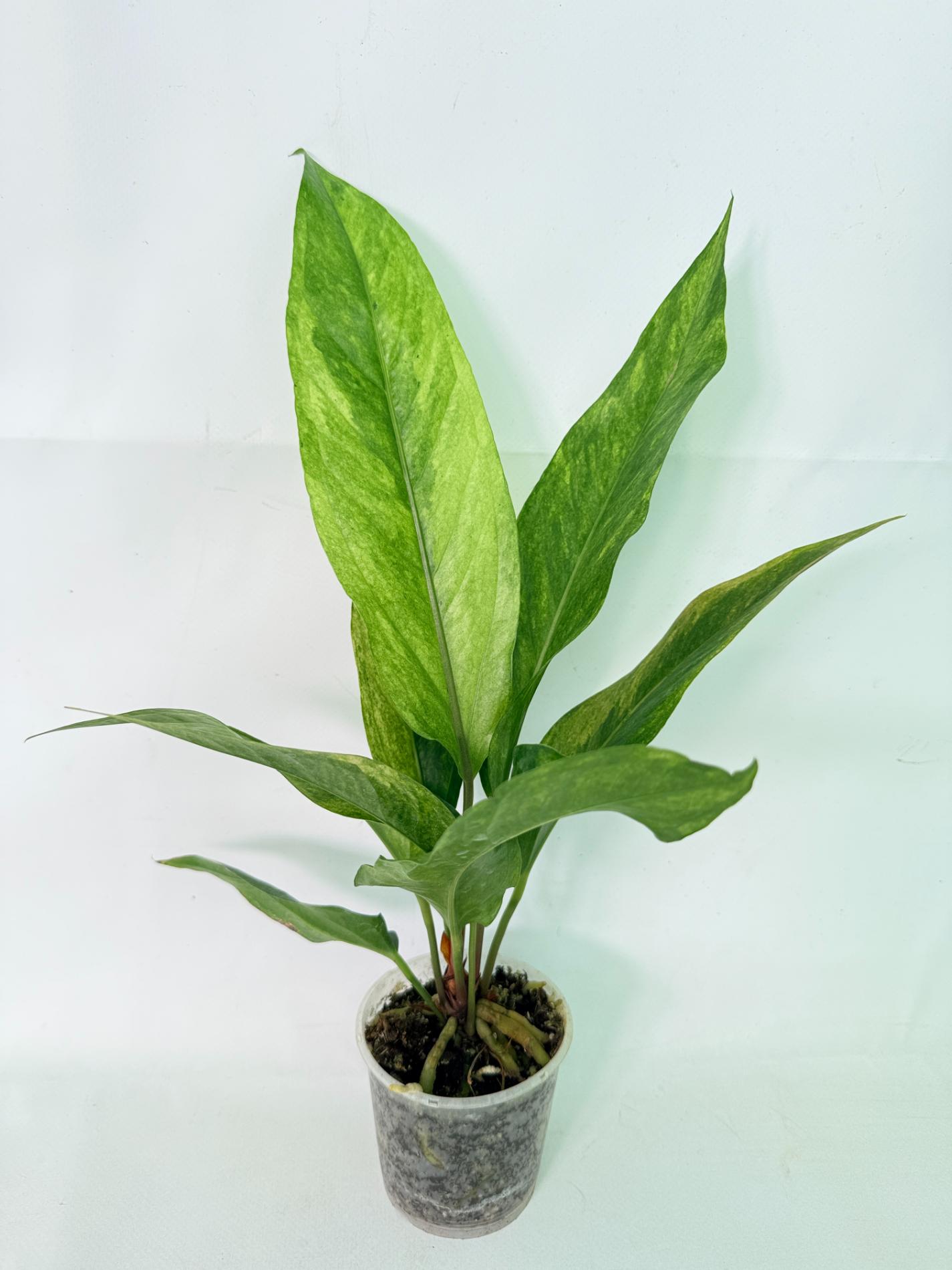 Anthurium hookeri variegato 10
