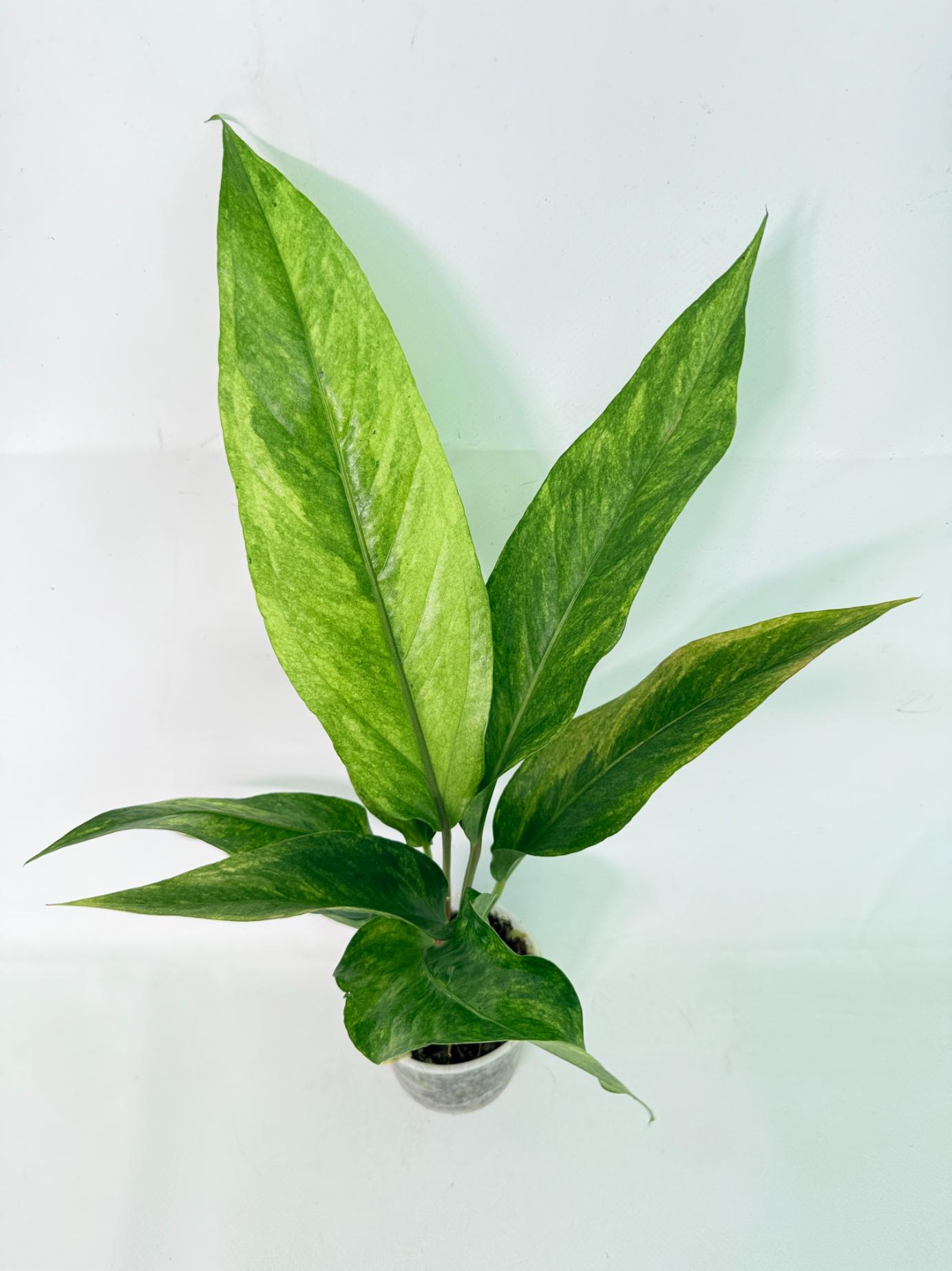 Anthurium hookeri variegato 11