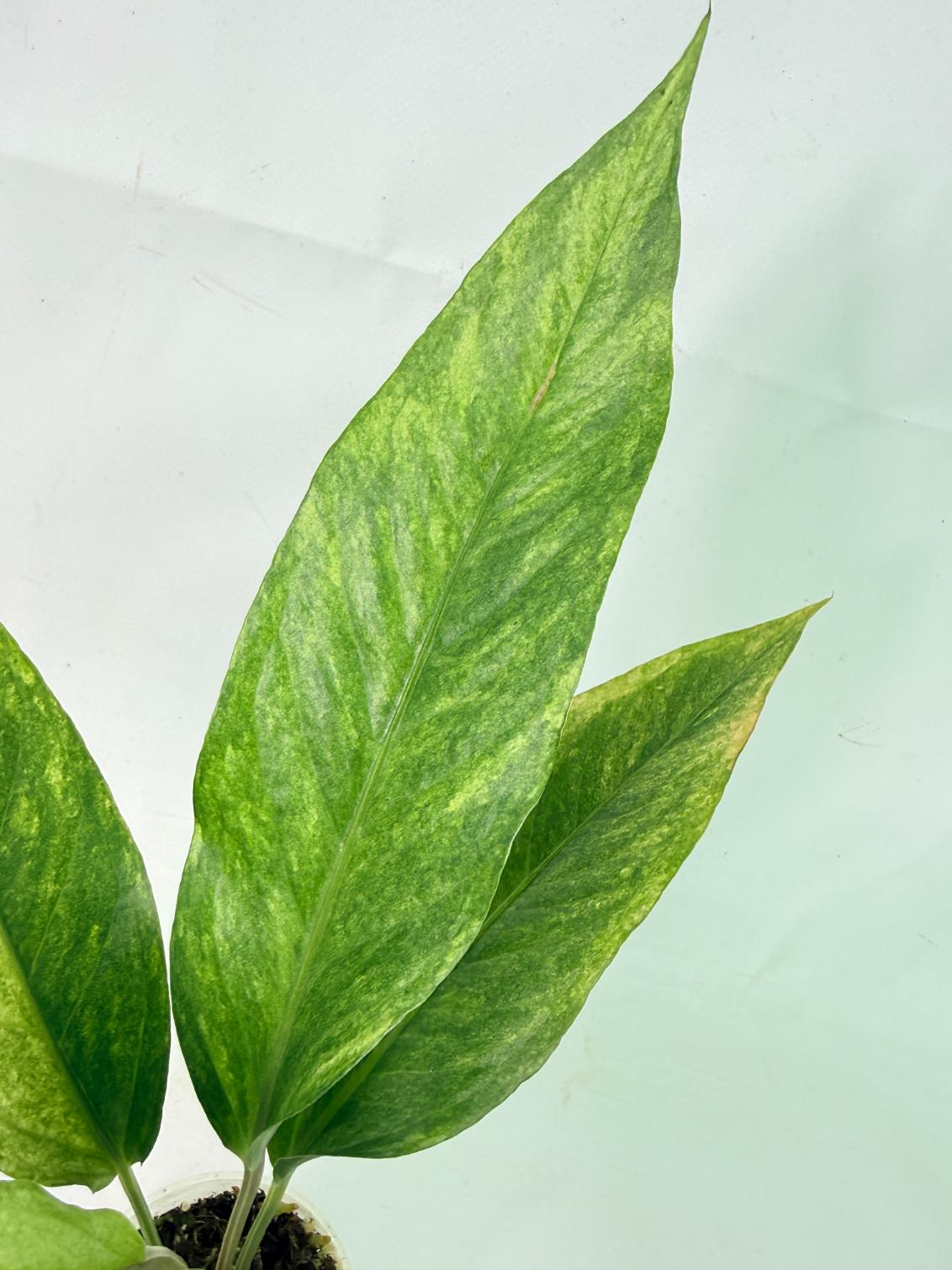 Anthurium hookeri variegato 3