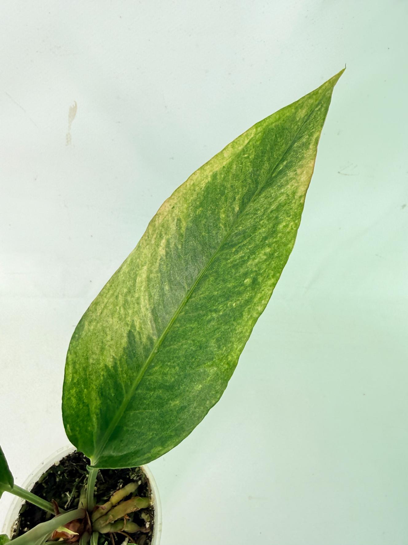 Anthurium hookeri variegato 9