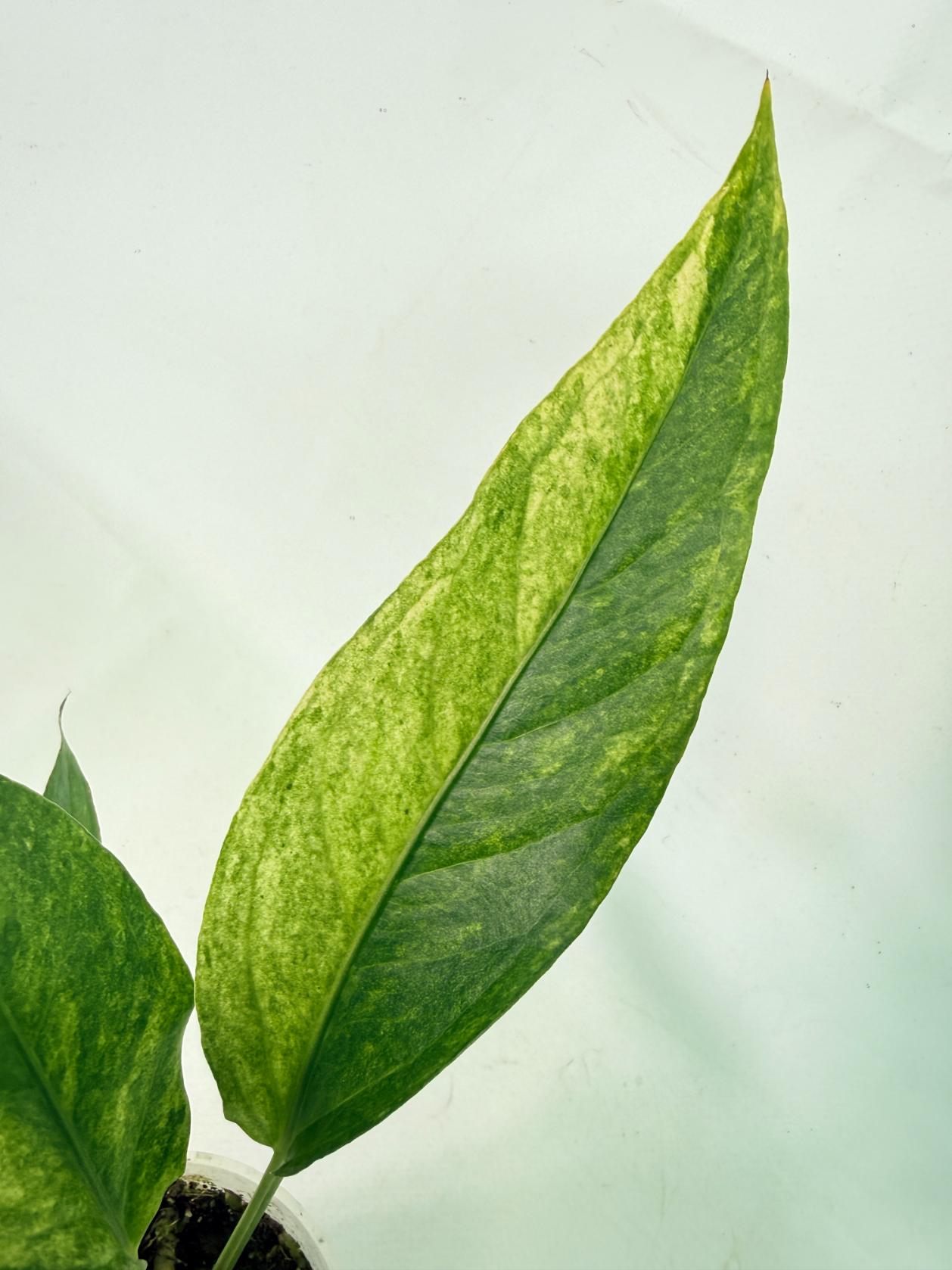 Anthurium hookeri variegato 5
