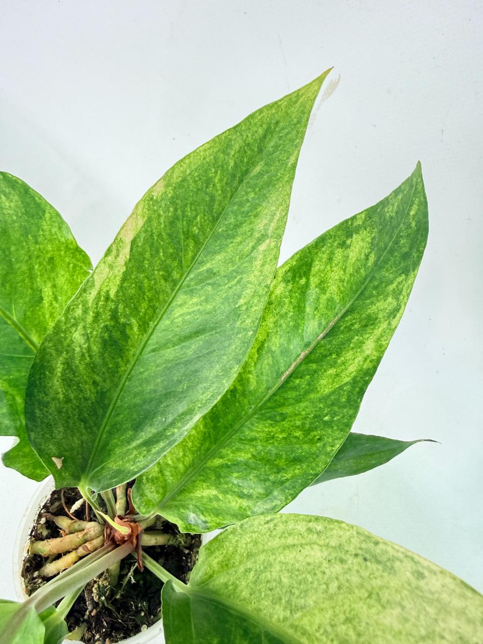 Anthurium hookeri variegato 6