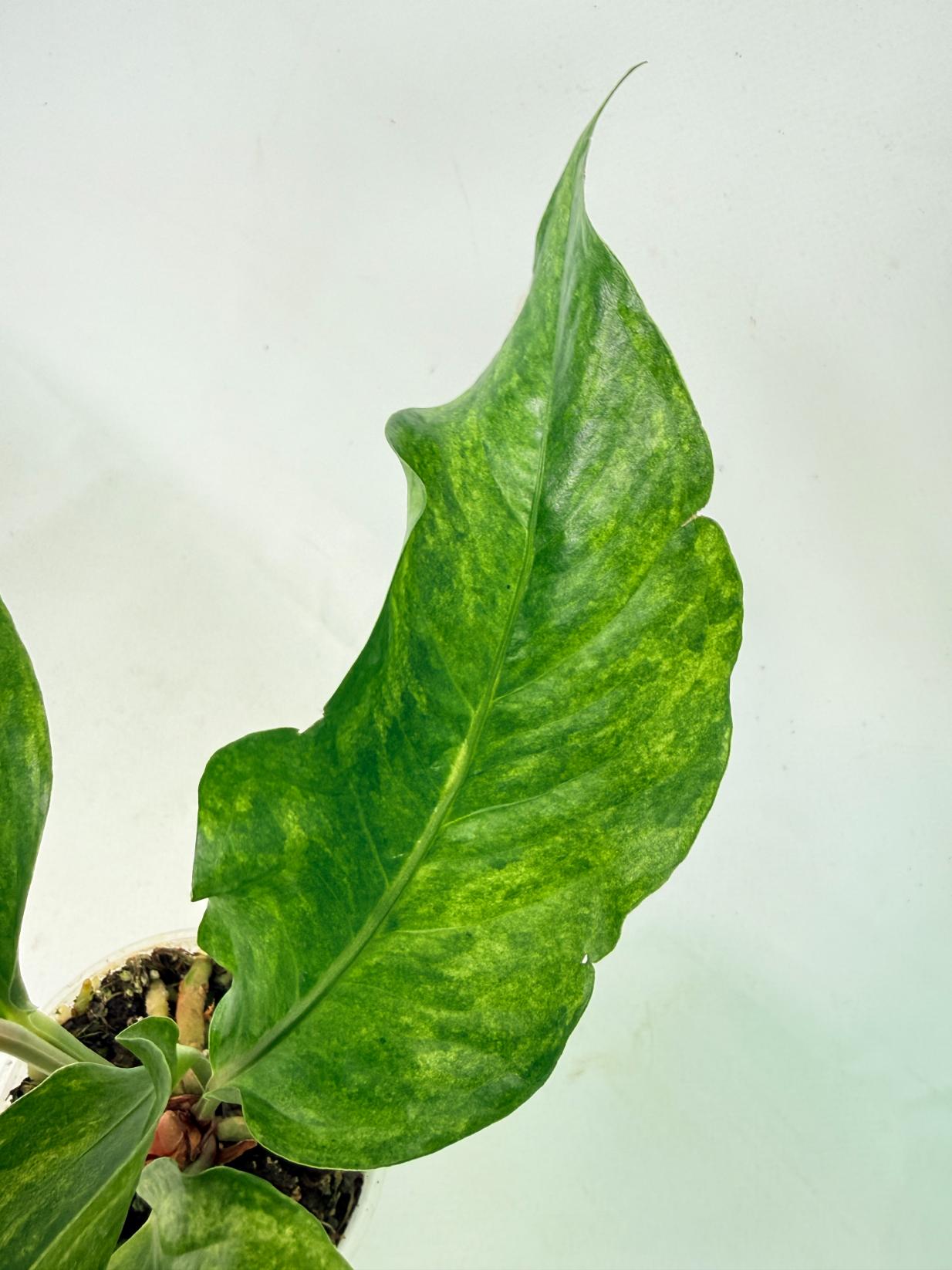 Anthurium hookeri variegato 7