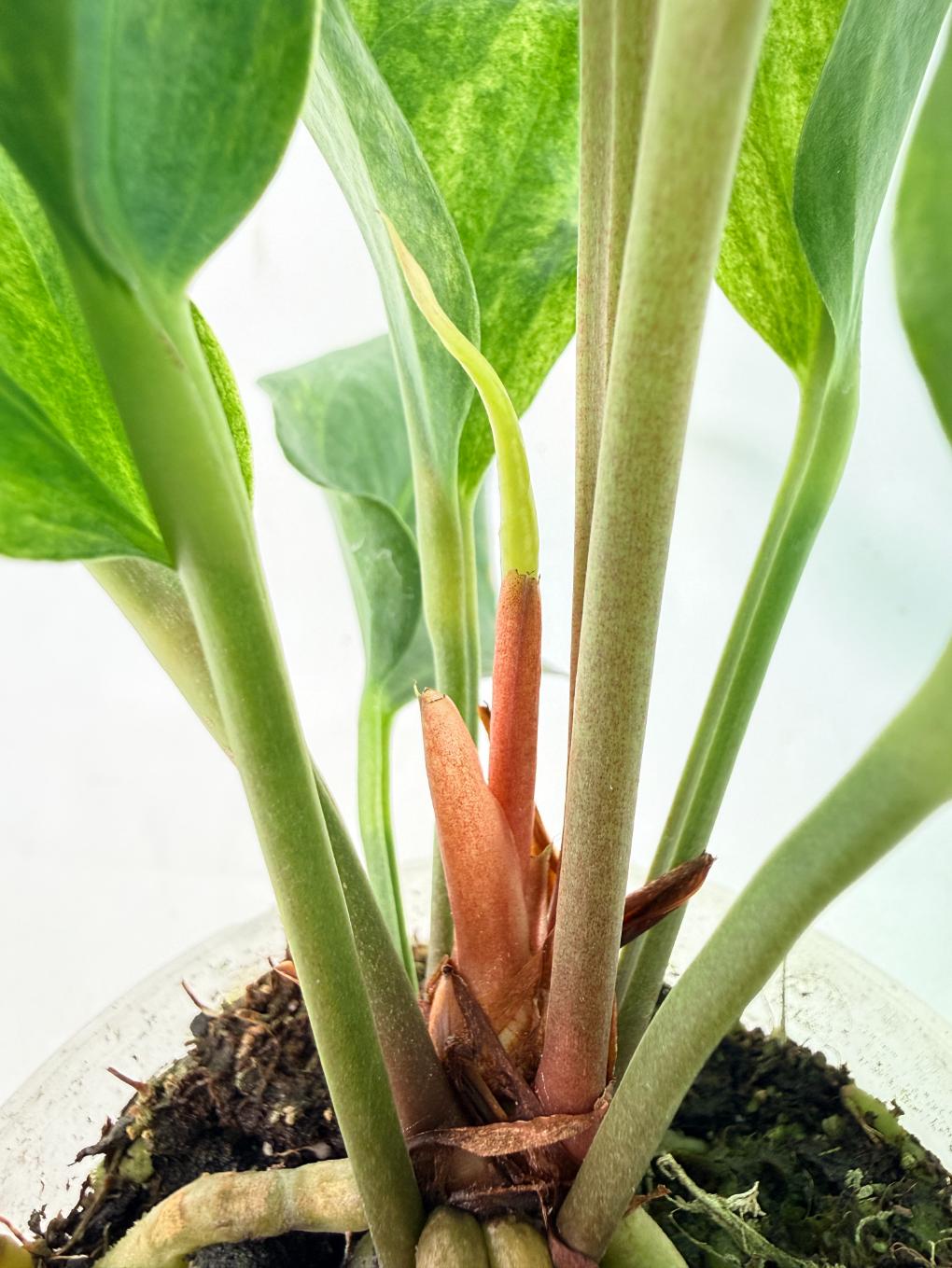 Anthurium hookeri variegato 12